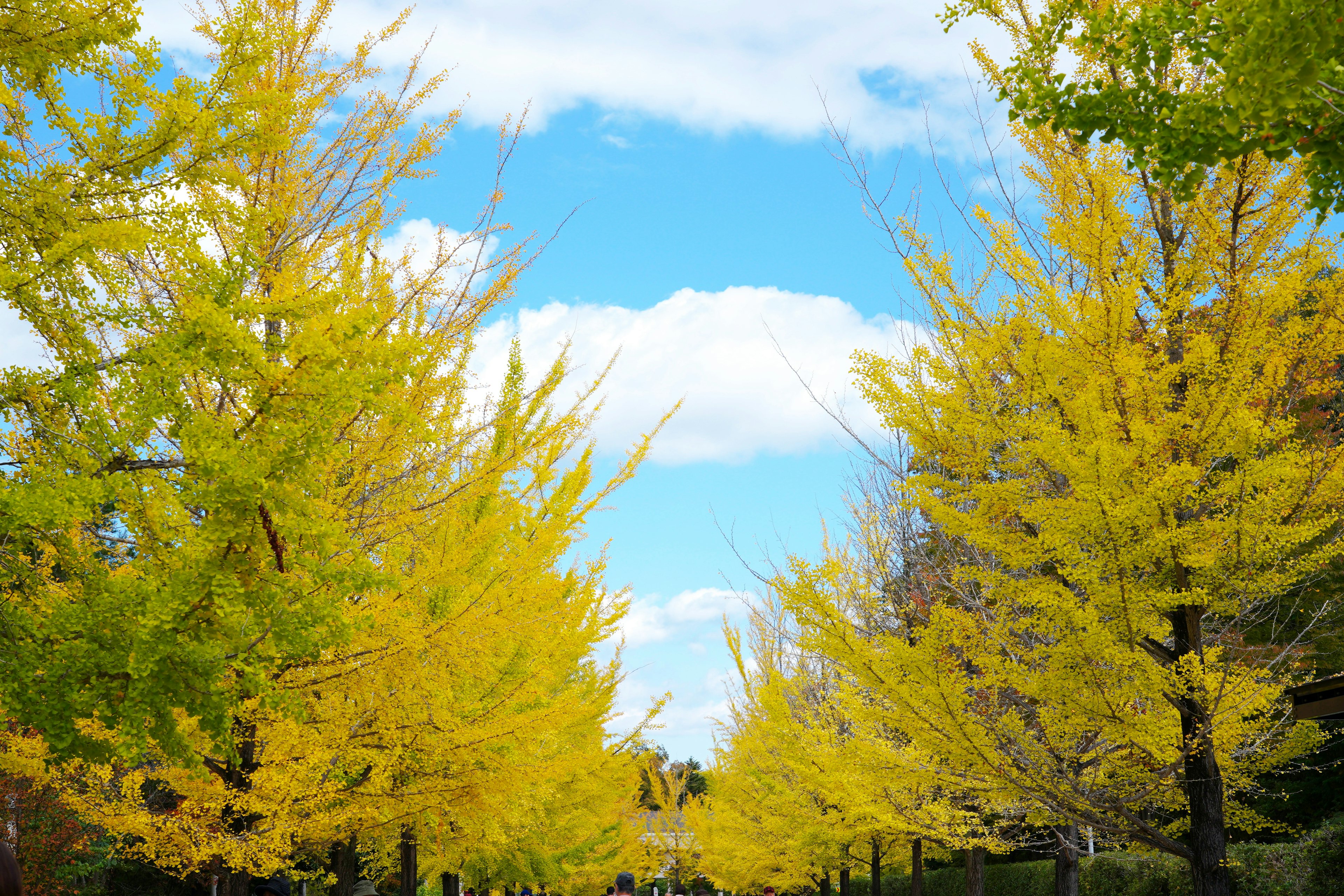 ทางเดินที่สวยงามมีต้นแปะก๊วยสีเหลืองเรียงรายและท้องฟ้าสีฟ้า