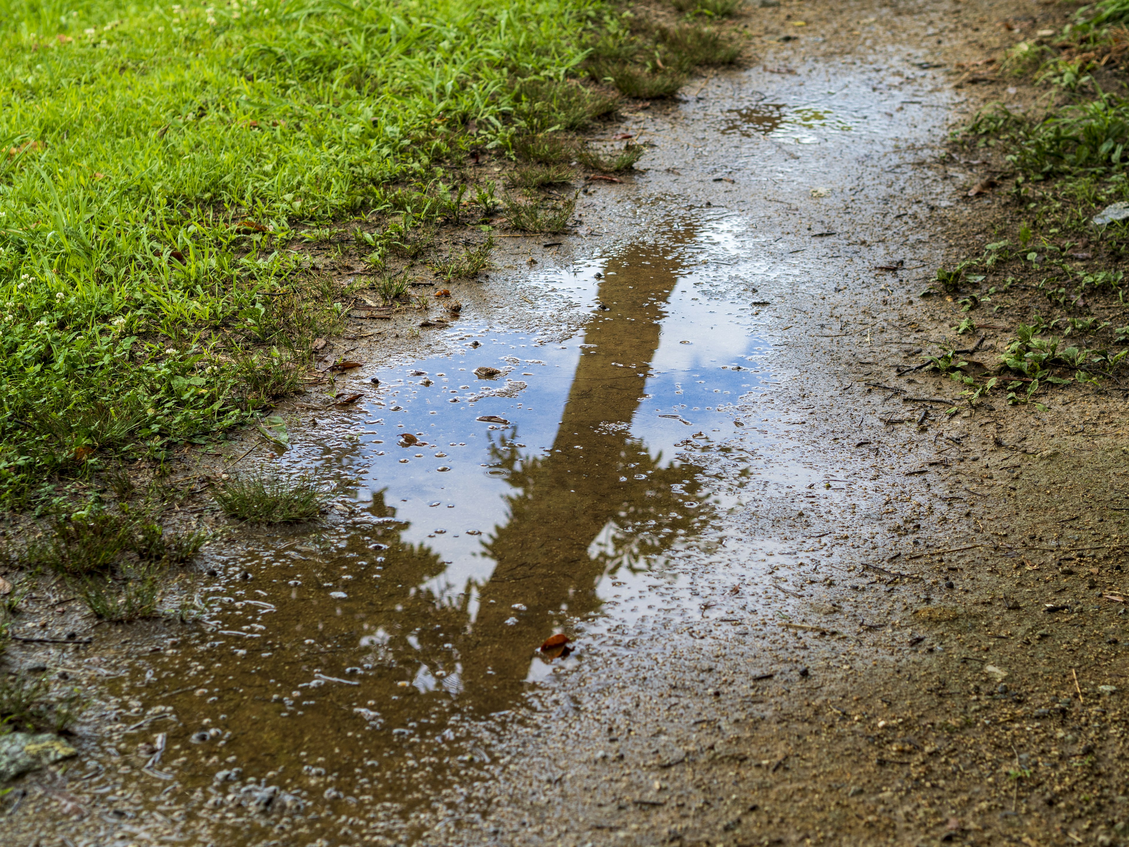 Reflexion eines Baumes und des blauen Himmels in einer Pfütze auf einem Weg