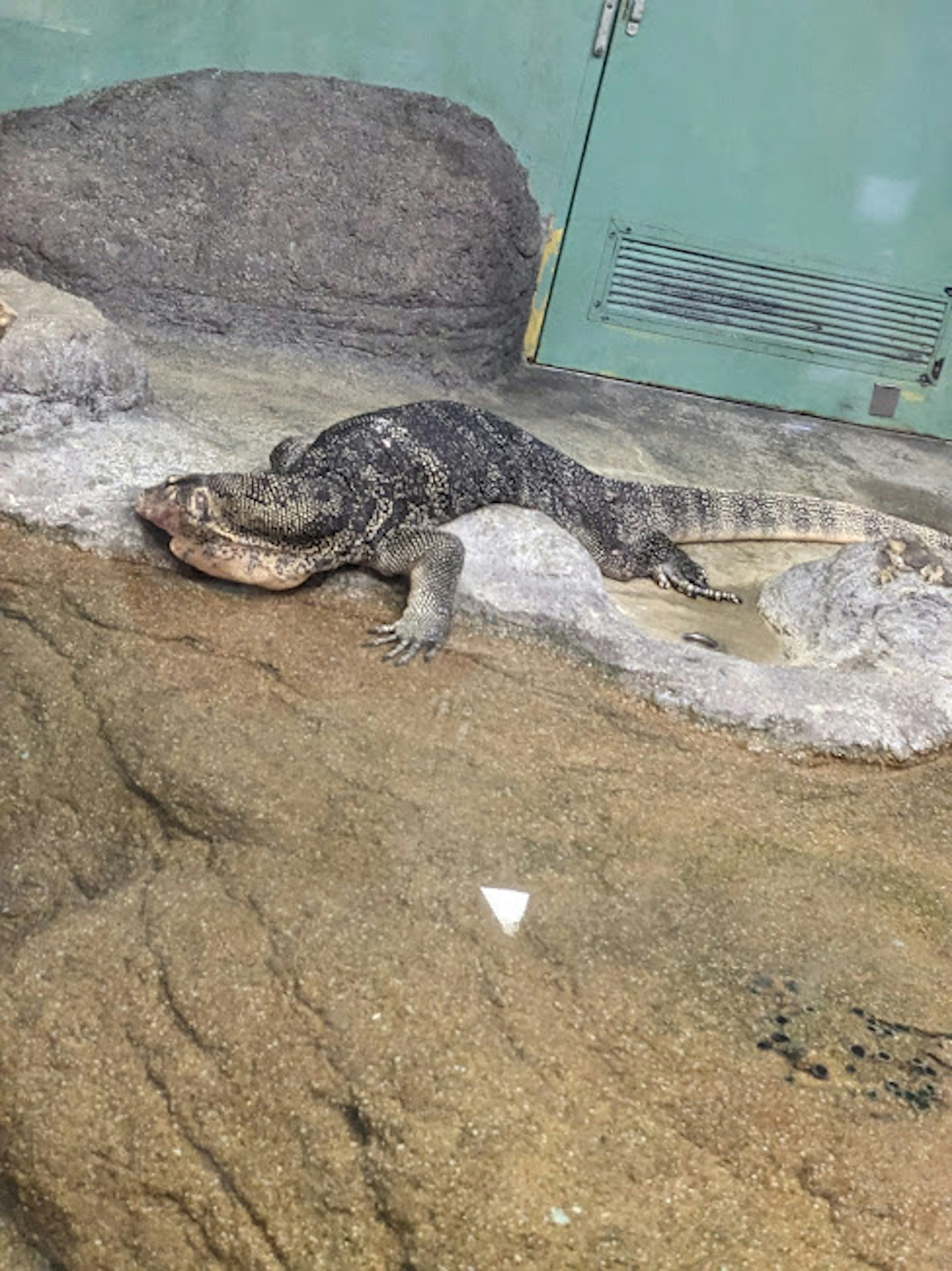 Reptil parecido a un cocodrilo tumbado sobre rocas en un acuario