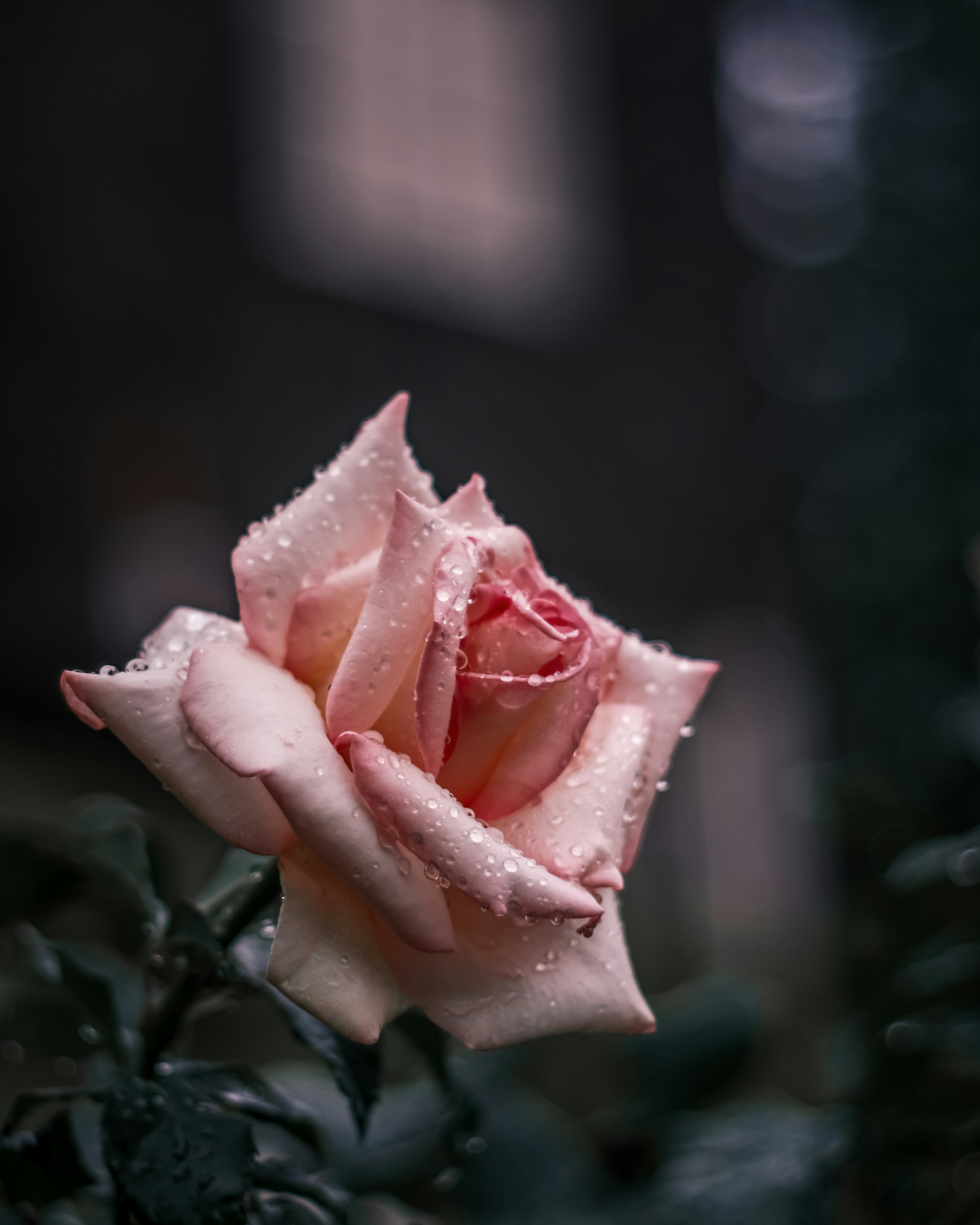 A beautiful pale pink rose with water droplets on its petals