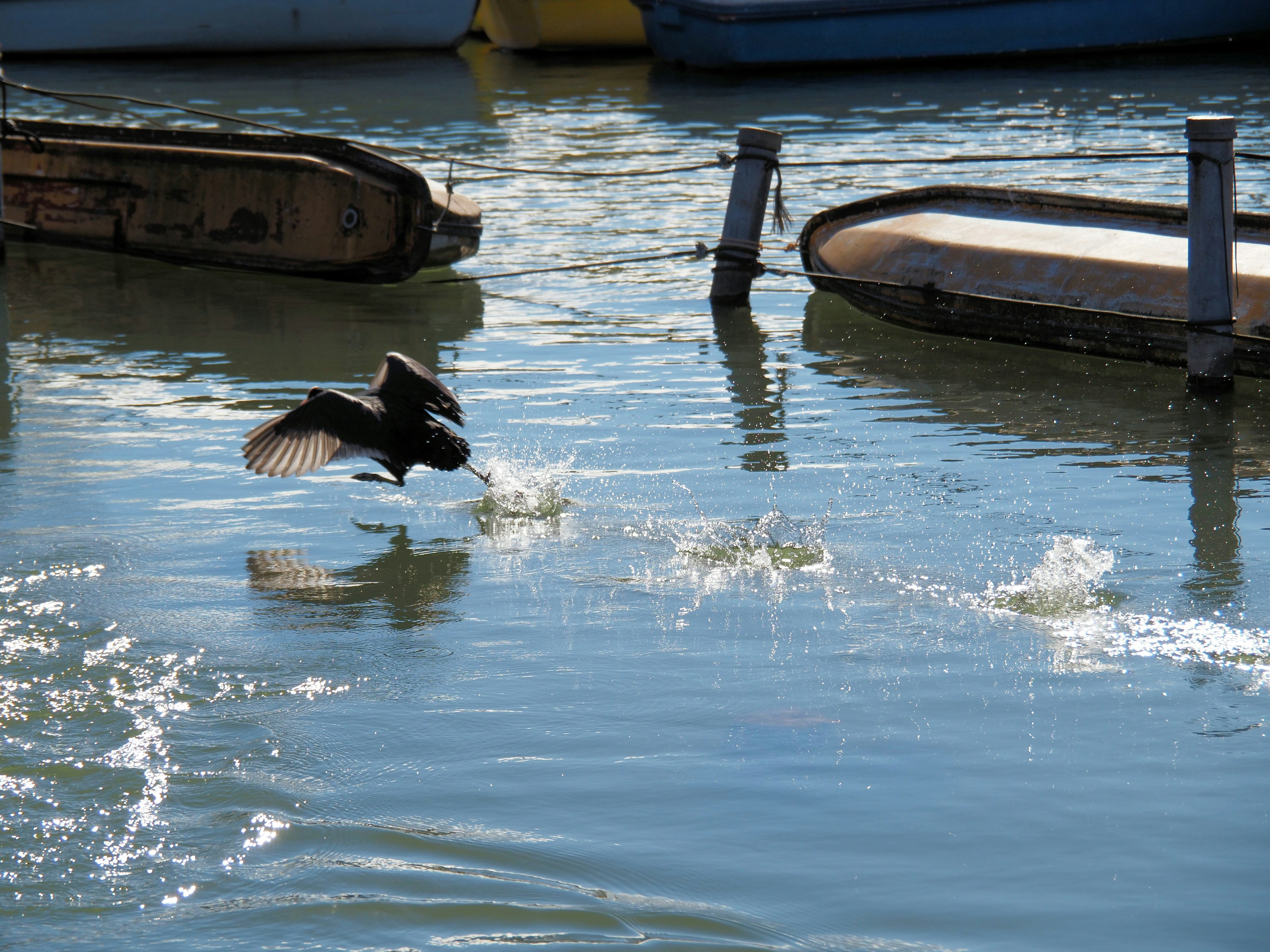 Oiseau volant au-dessus de l'eau avec des bateaux en arrière-plan