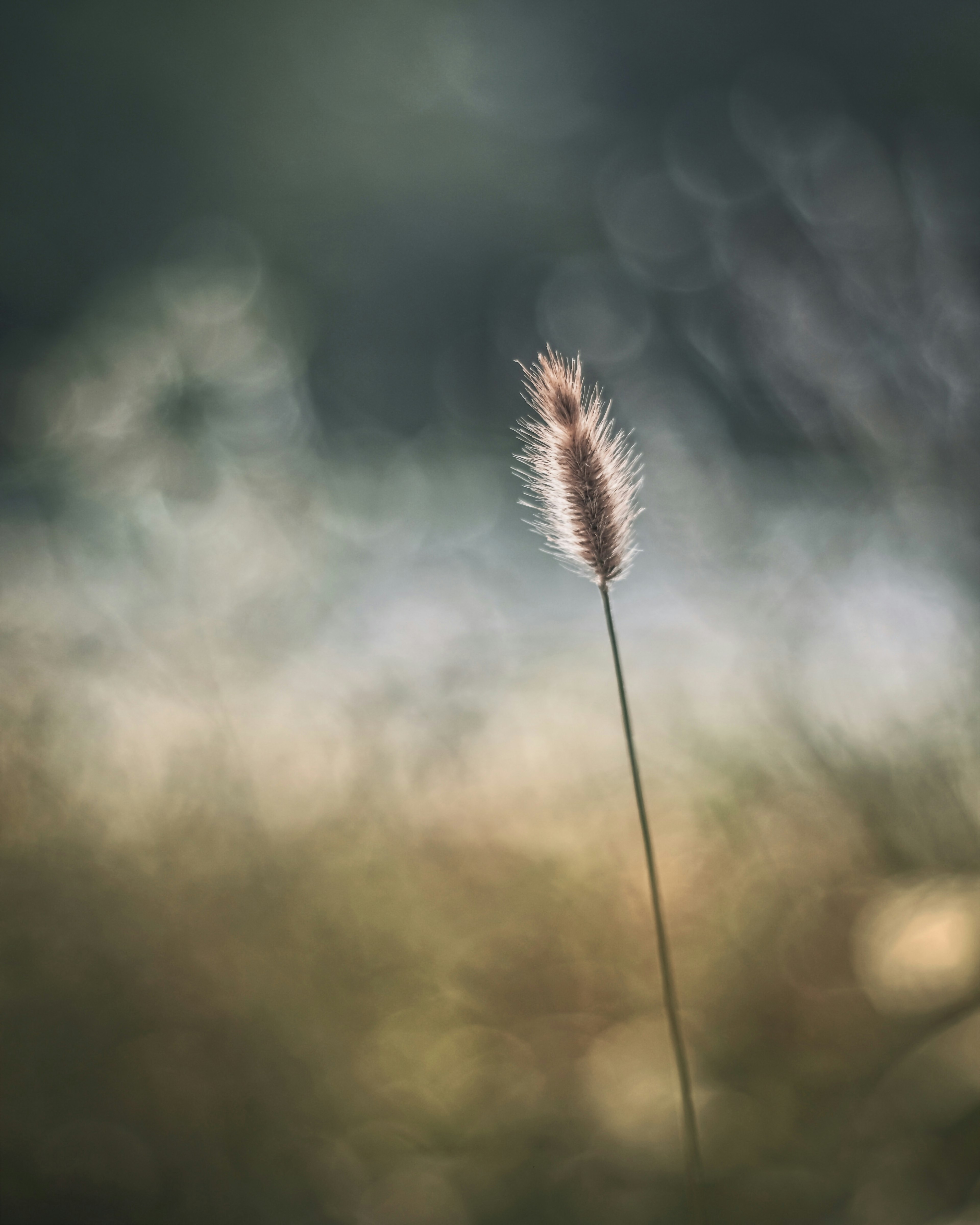 A single grass flower spike standing against a soft background