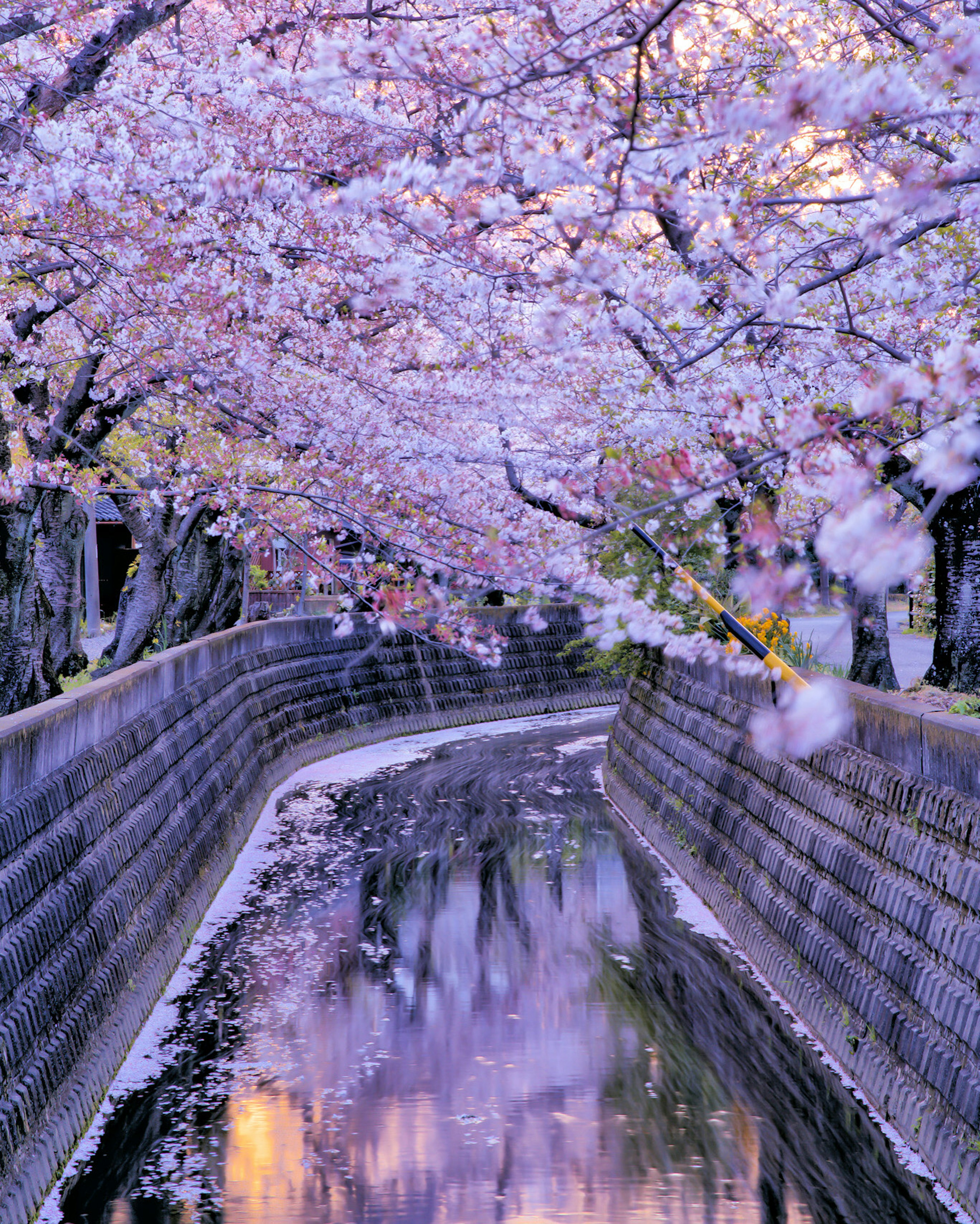 桜の木が川に沿って咲いている美しい風景