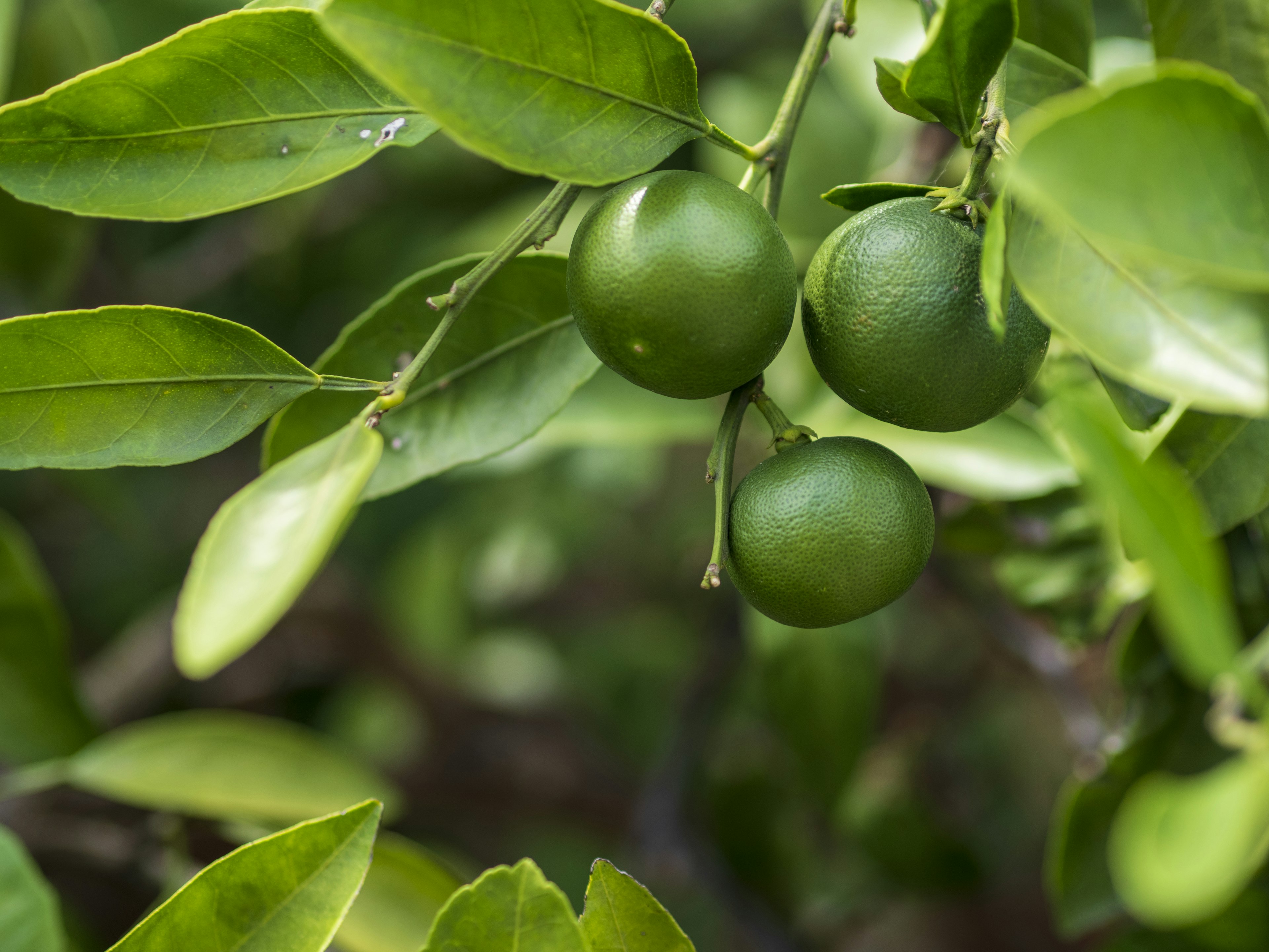 Frutos cítricos verdes creciendo entre hojas verdes vibrantes