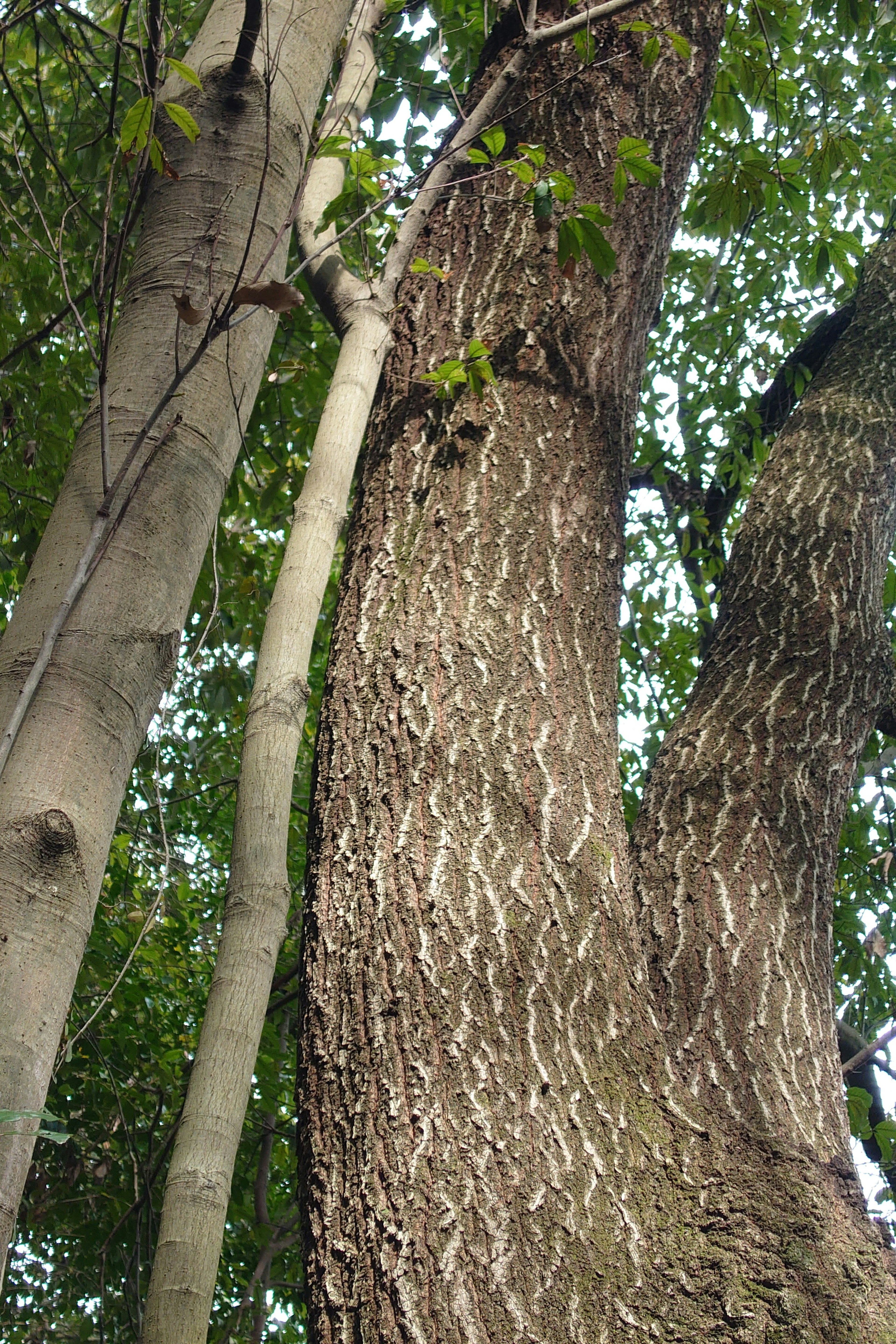 Tronco di albero spesso e tronco di albero sottile che si incrociano in una foresta verdeggiante