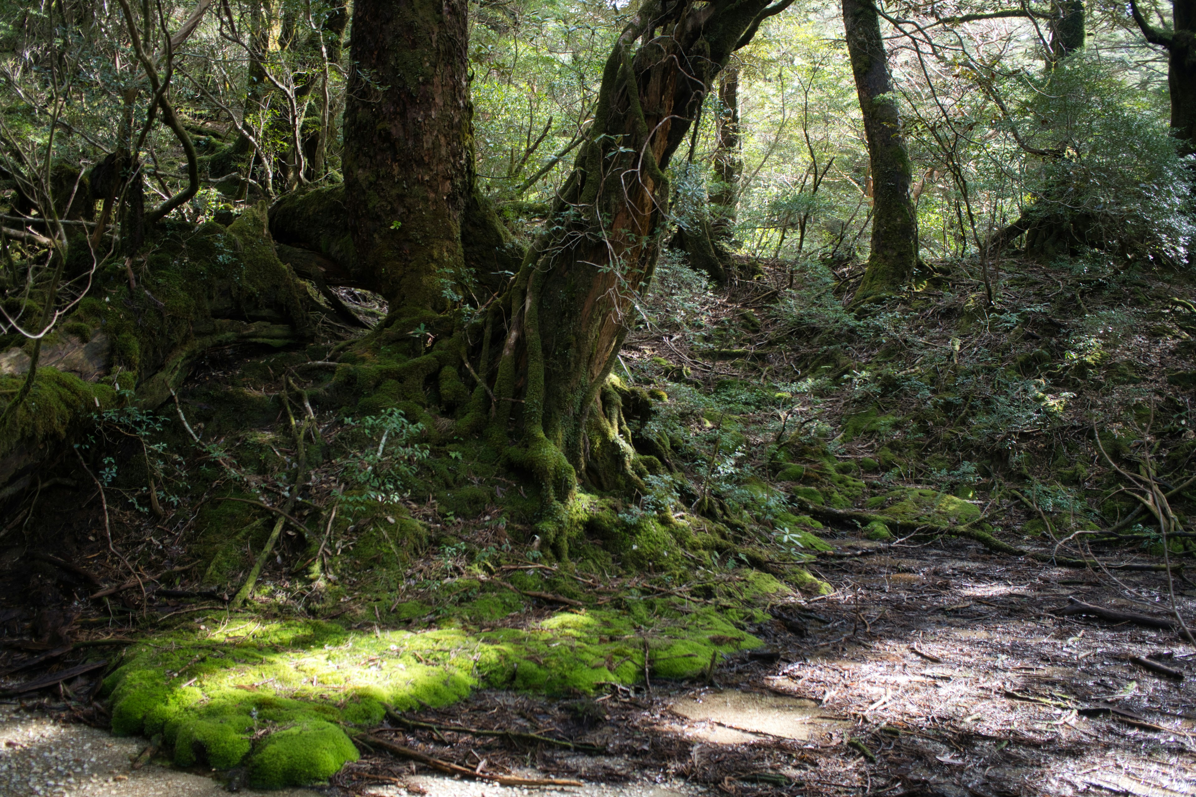 Une scène de forêt tranquille avec des arbres couverts de mousse et une végétation luxuriante