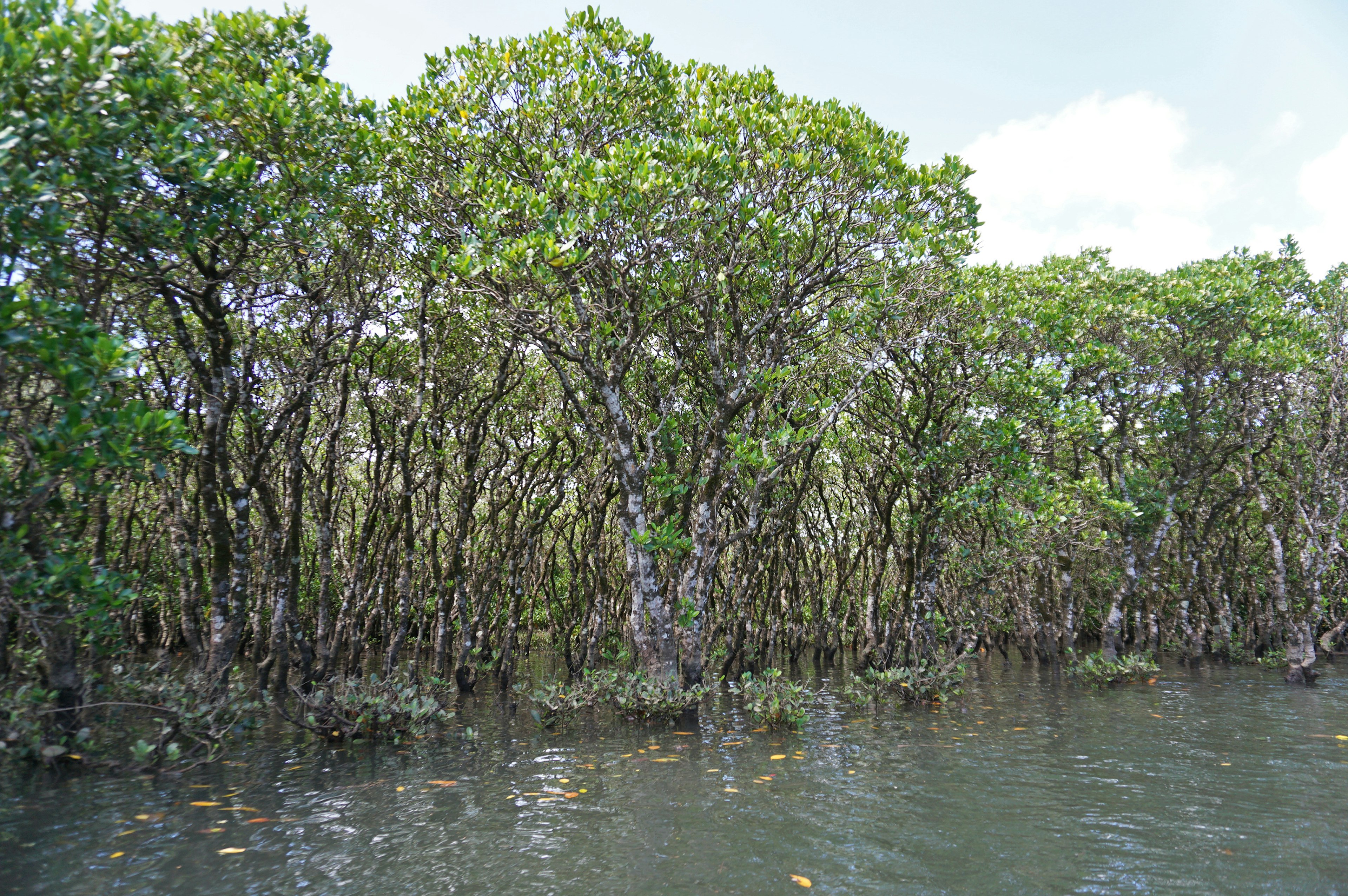 Gruppo di alberi di mangrovie lungo il bordo dell'acqua