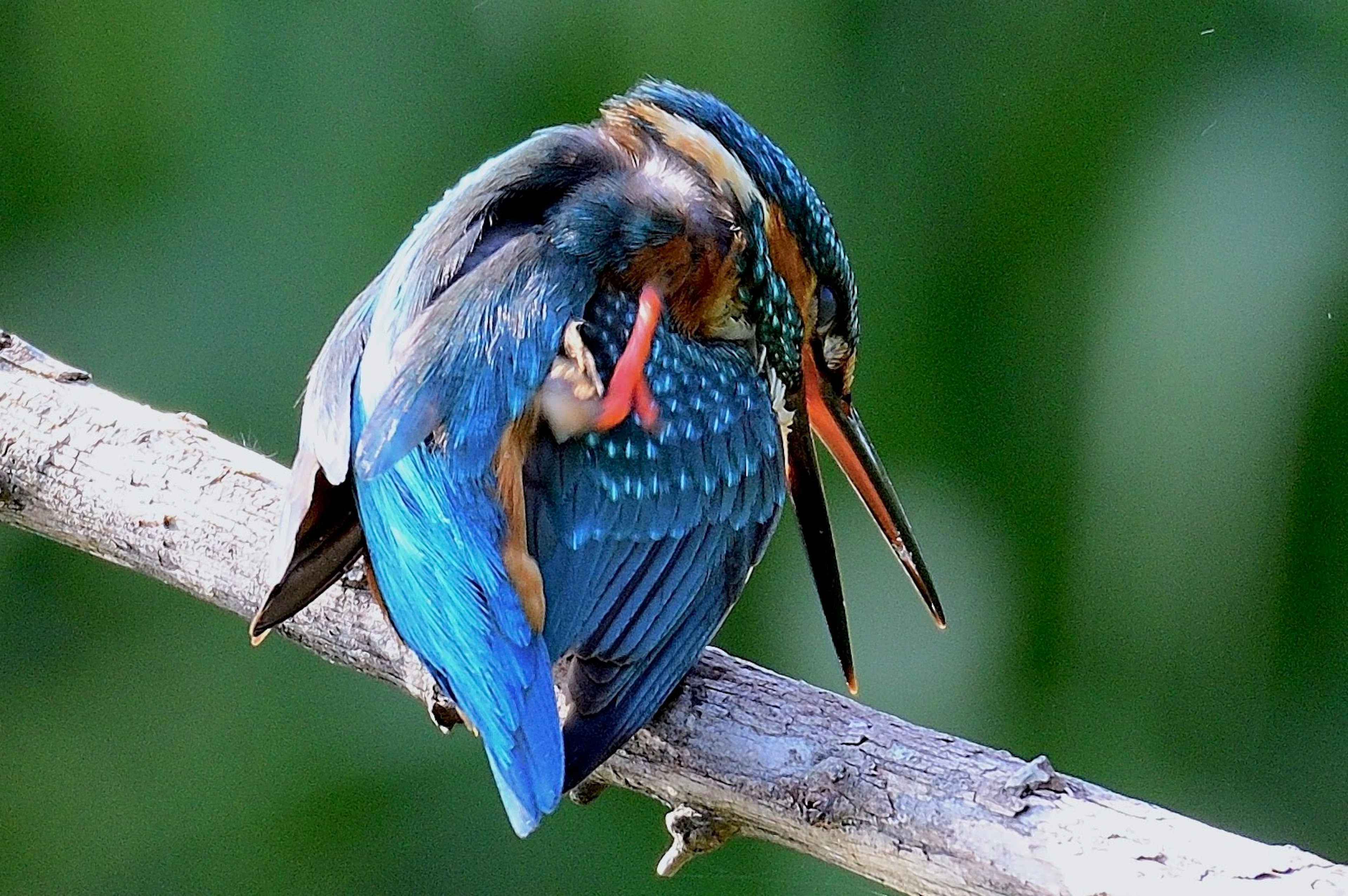 Ein Eisvogel mit blauen Federn, der auf einem Ast sitzt