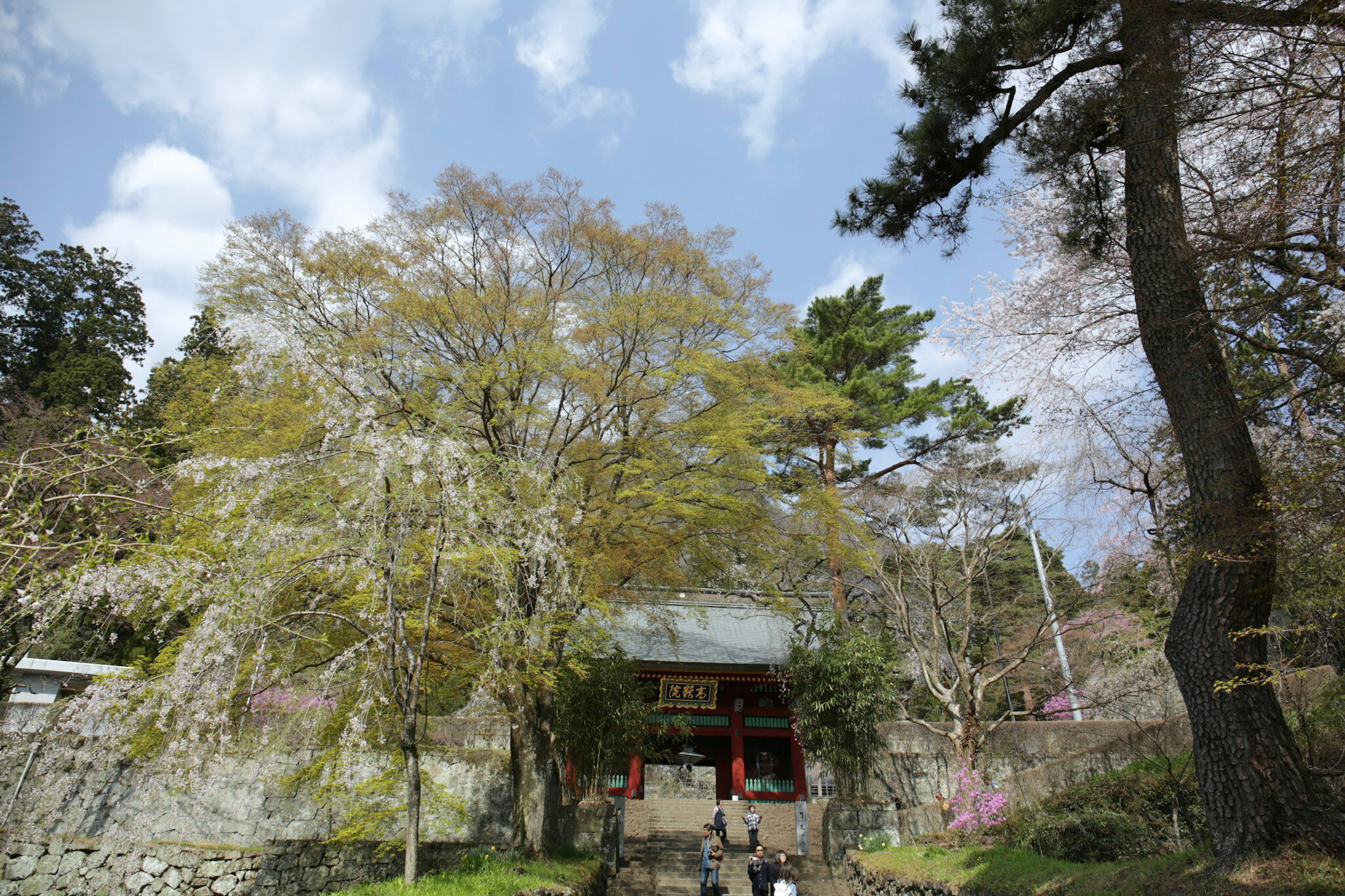 一個人站在神社前，周圍是美麗的樹木