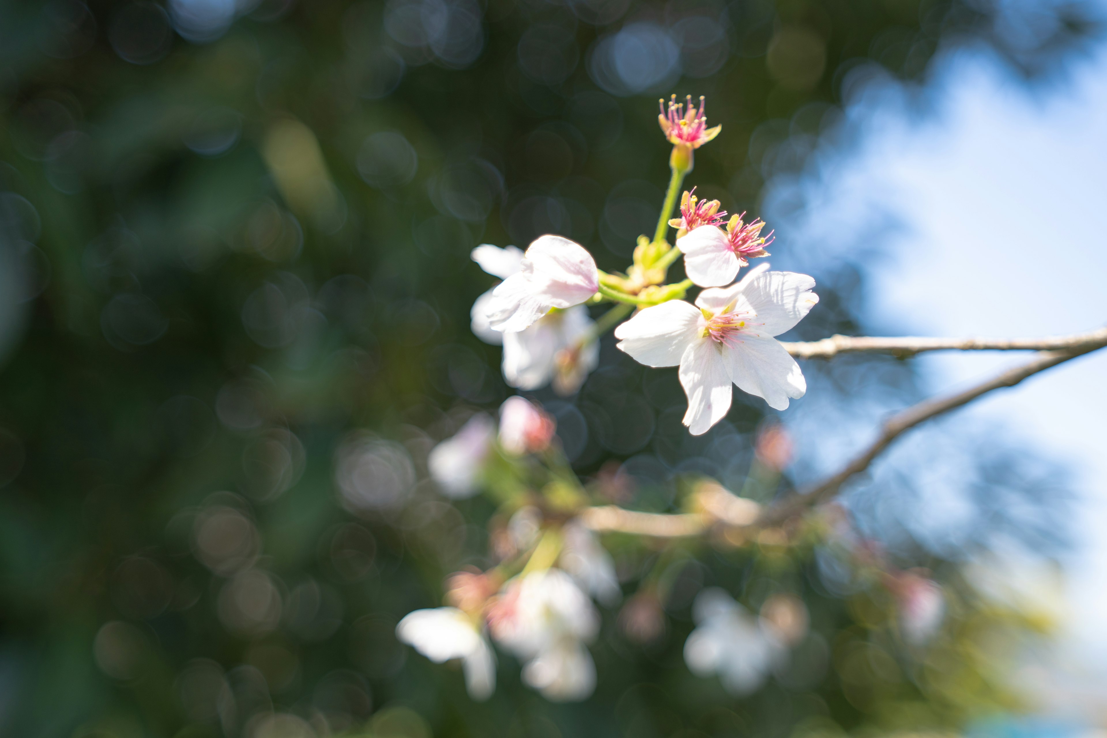 Close-up of cherry blossom flowers on a branch