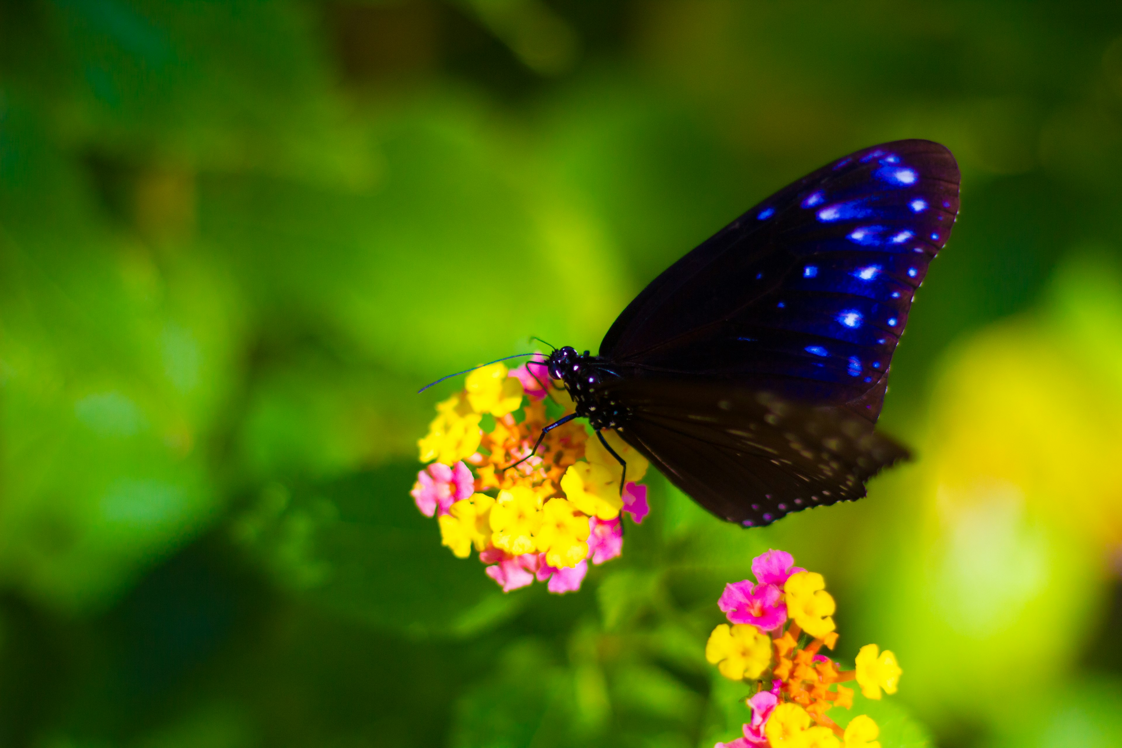 Black butterfly with blue spots resting on colorful flowers