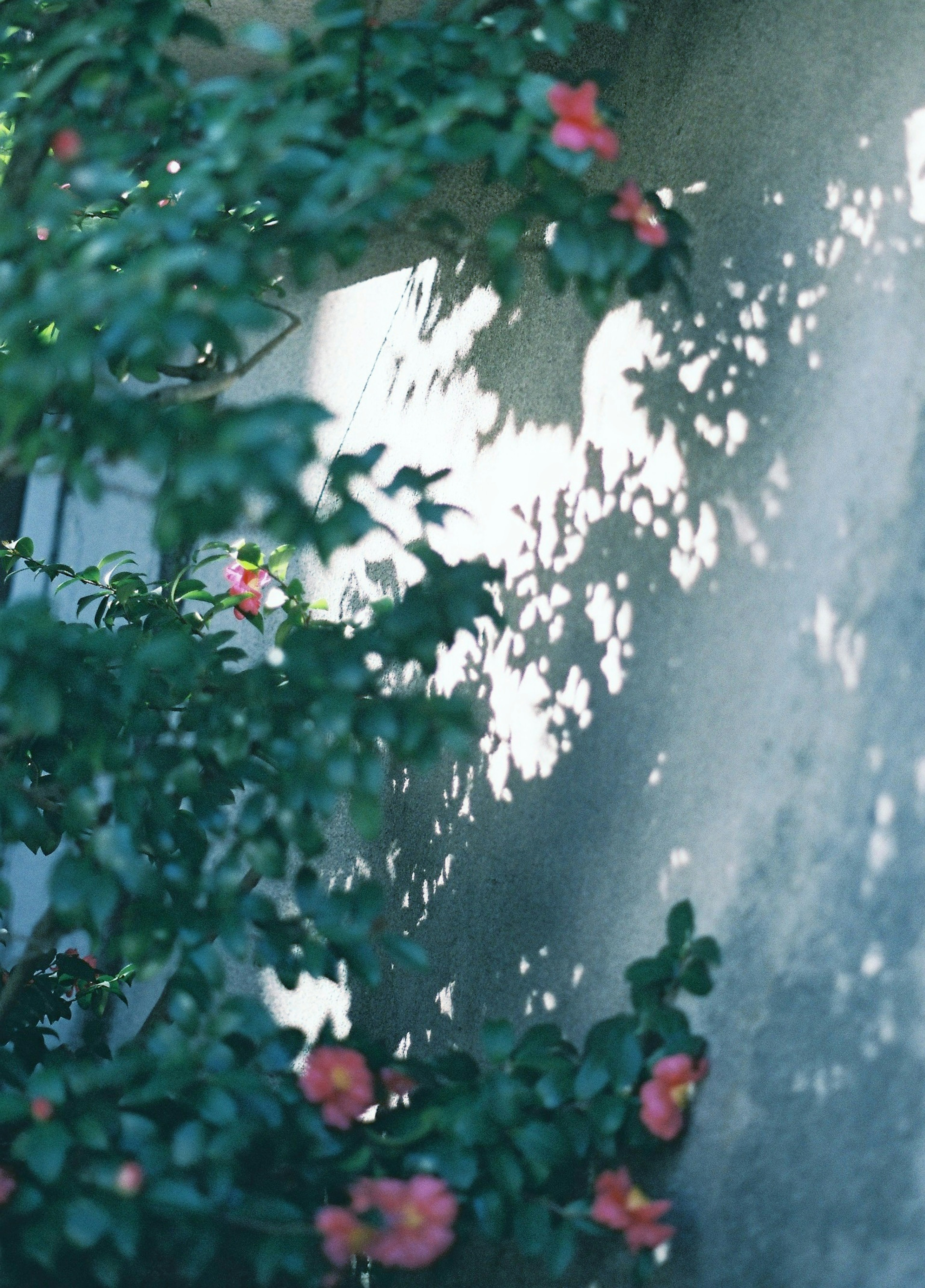 Scène avec des ombres de feuilles vertes et de fleurs rouges sur un mur