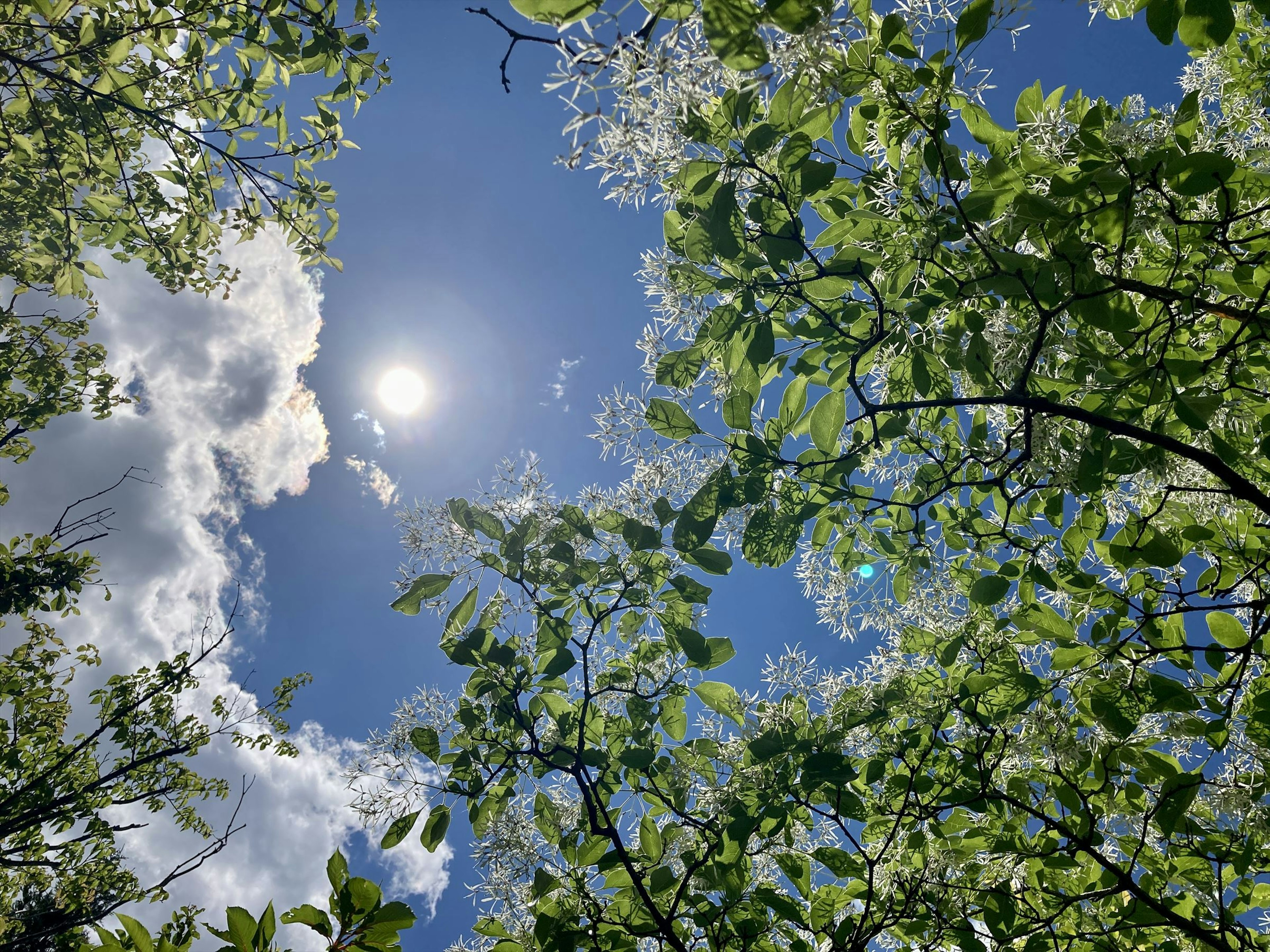 Grüne Blätter rahmen eine helle Sonne in einem blauen Himmel mit weißen Wolken ein