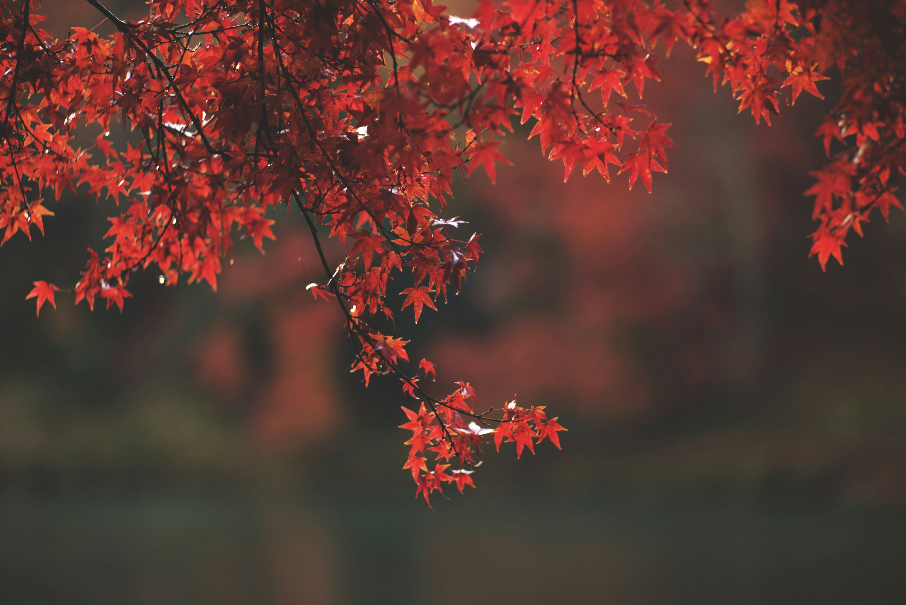 美麗的秋天場景，紅色楓葉映襯在水面上