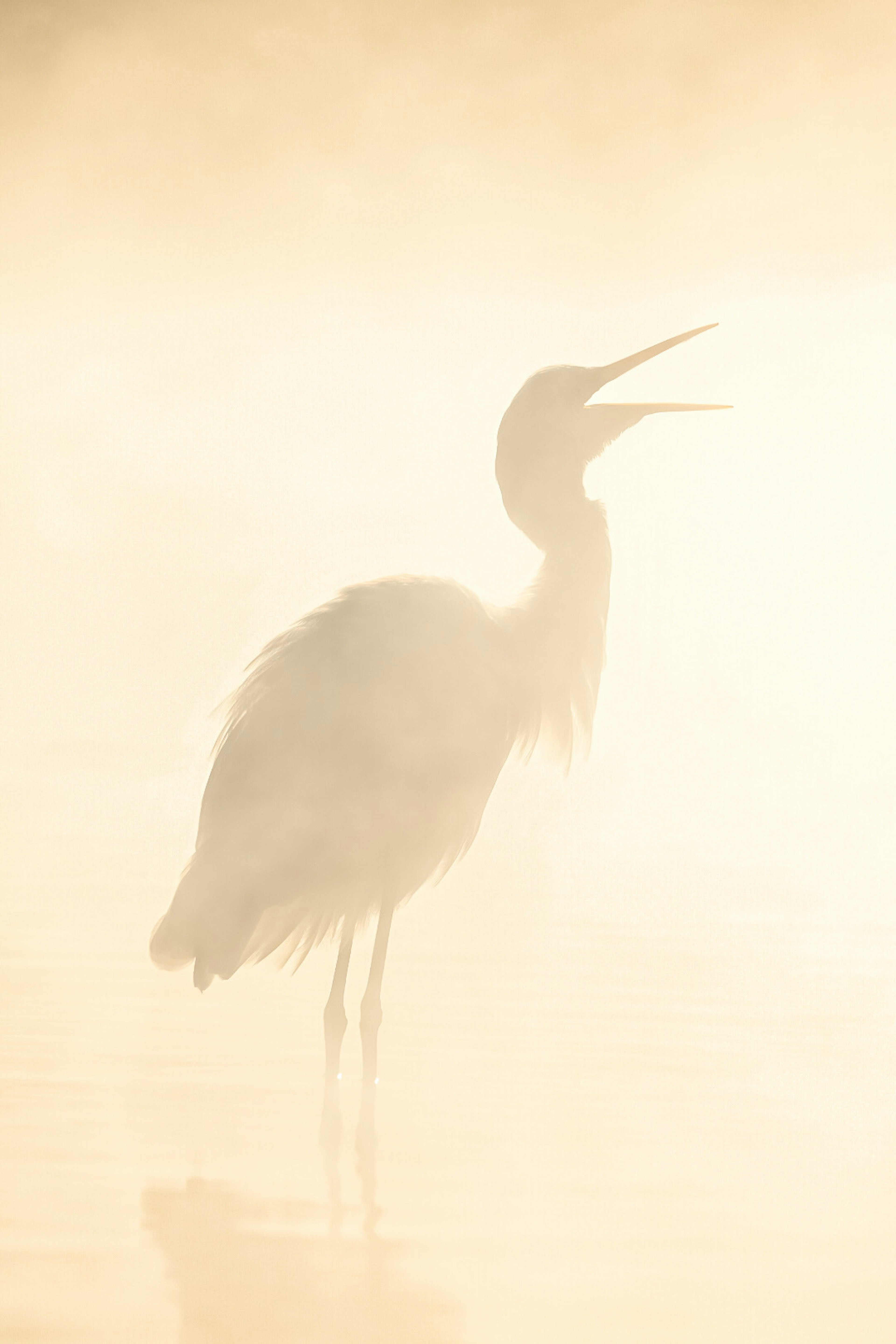 霧の中で鳴いているコウノトリのシルエット