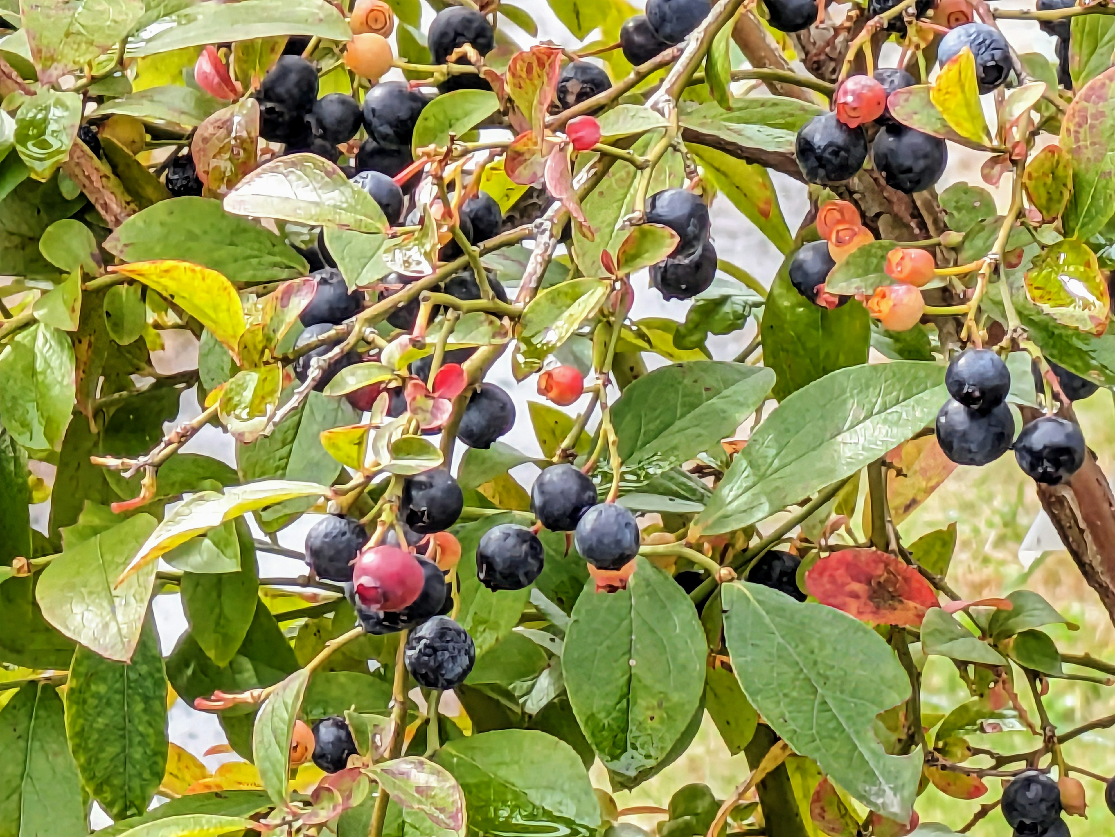 Zweige mit dunklen blauen Beeren und grünen Blättern