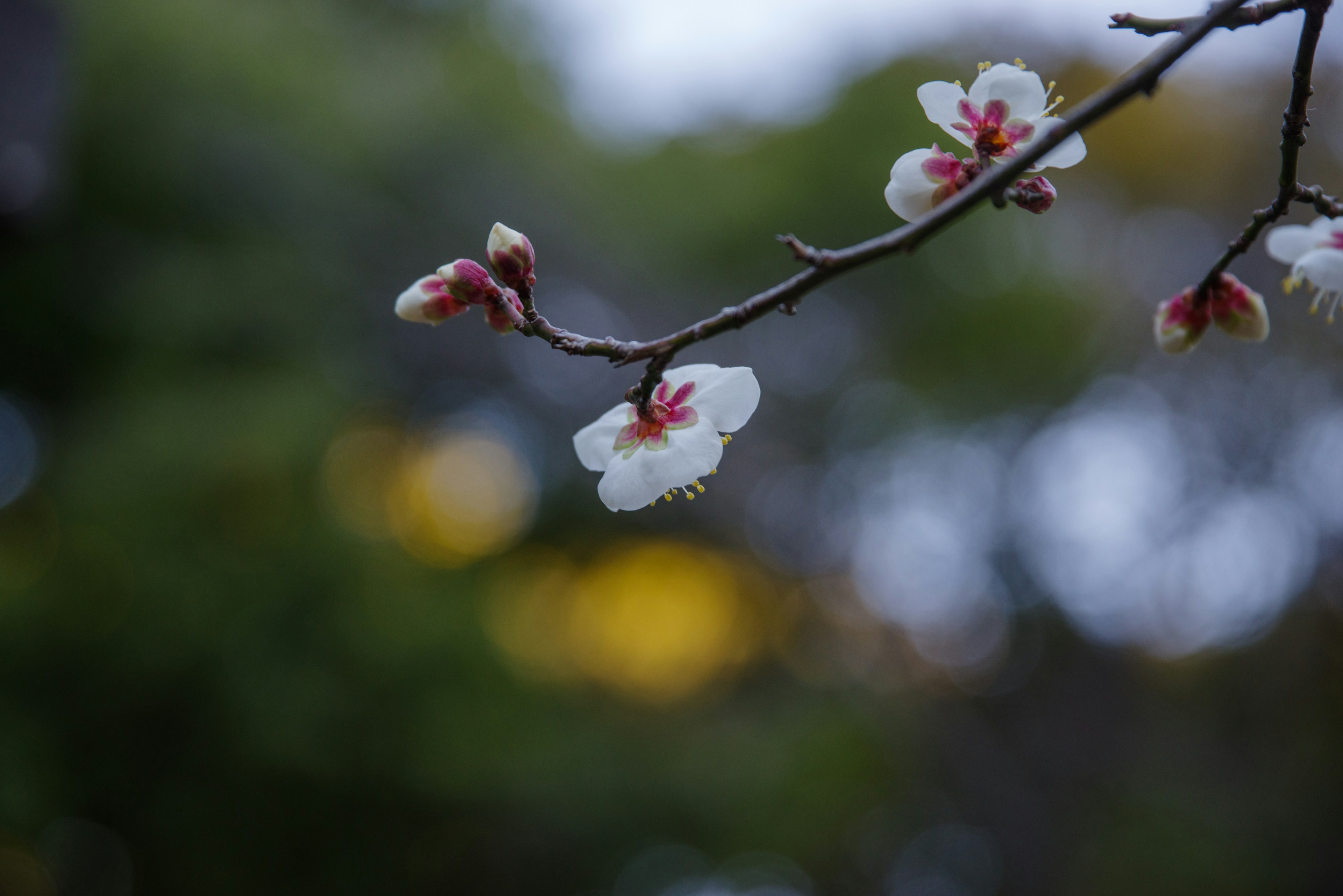 Nahaufnahme eines Zweigs mit weißen und roten Blumen vor unscharfem grünem Hintergrund