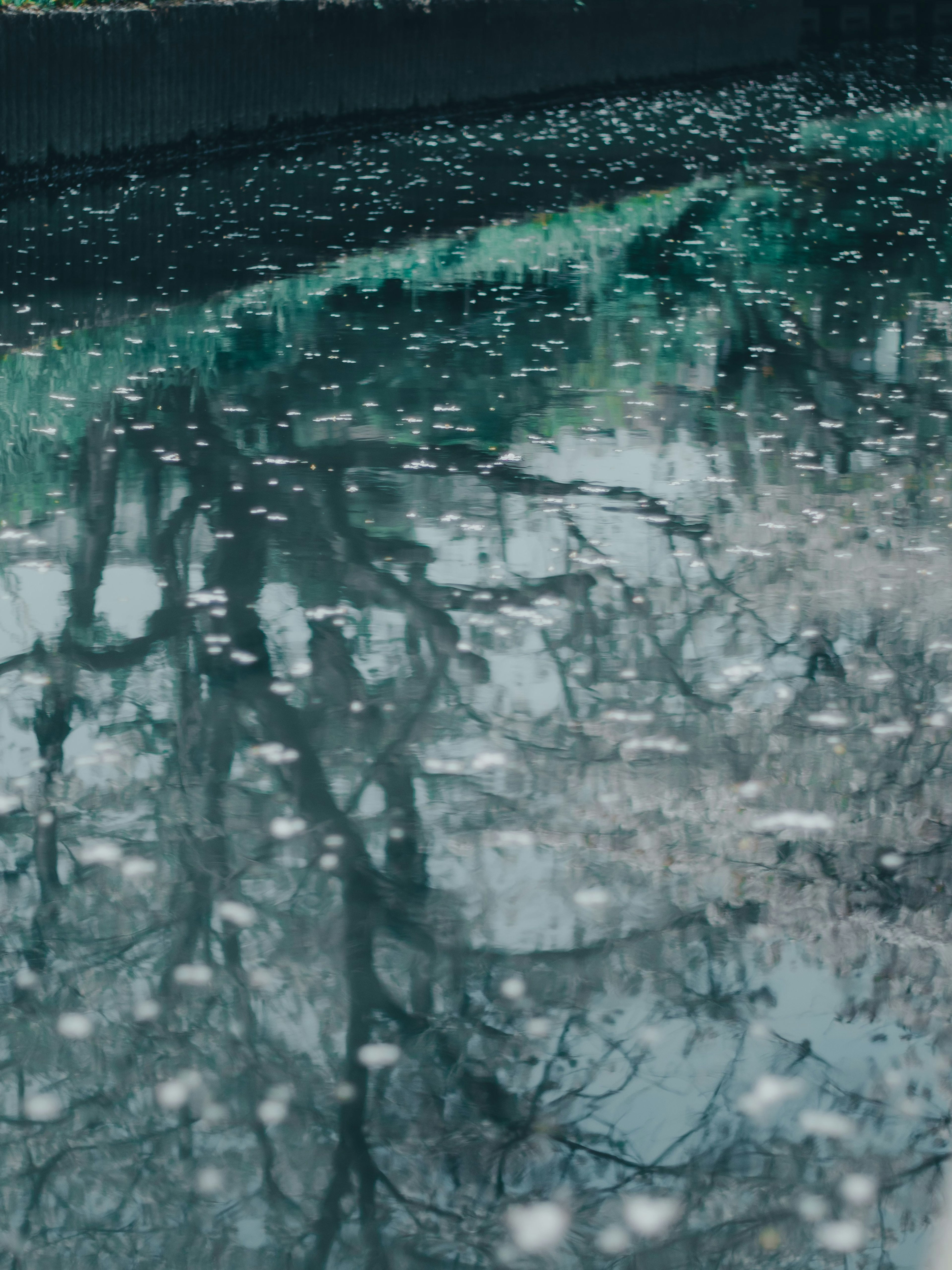 Riflesso degli alberi e petali sparsi sulla superficie dell'acqua