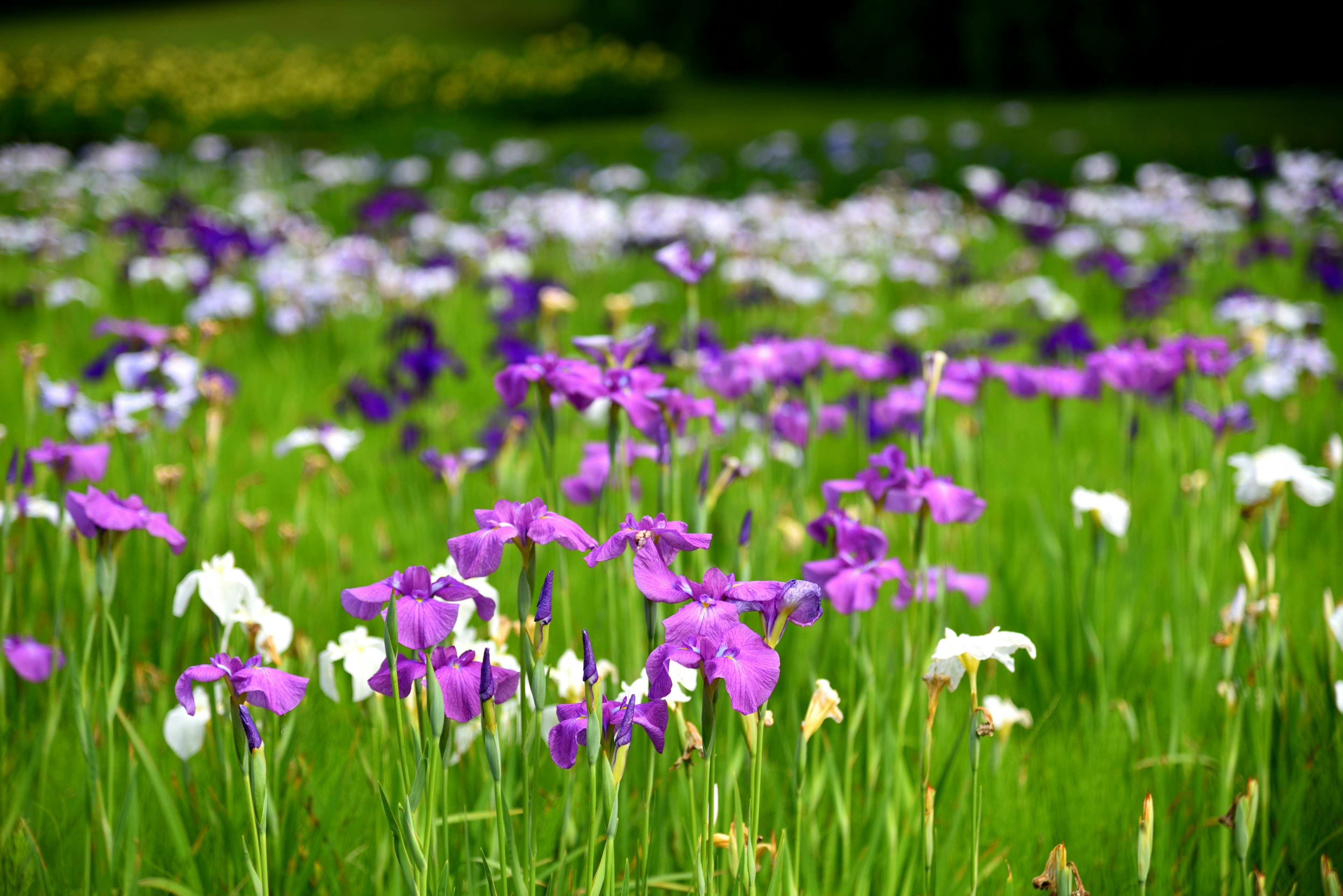 Campo di fiori viola e bianchi con erba verde lussureggiante