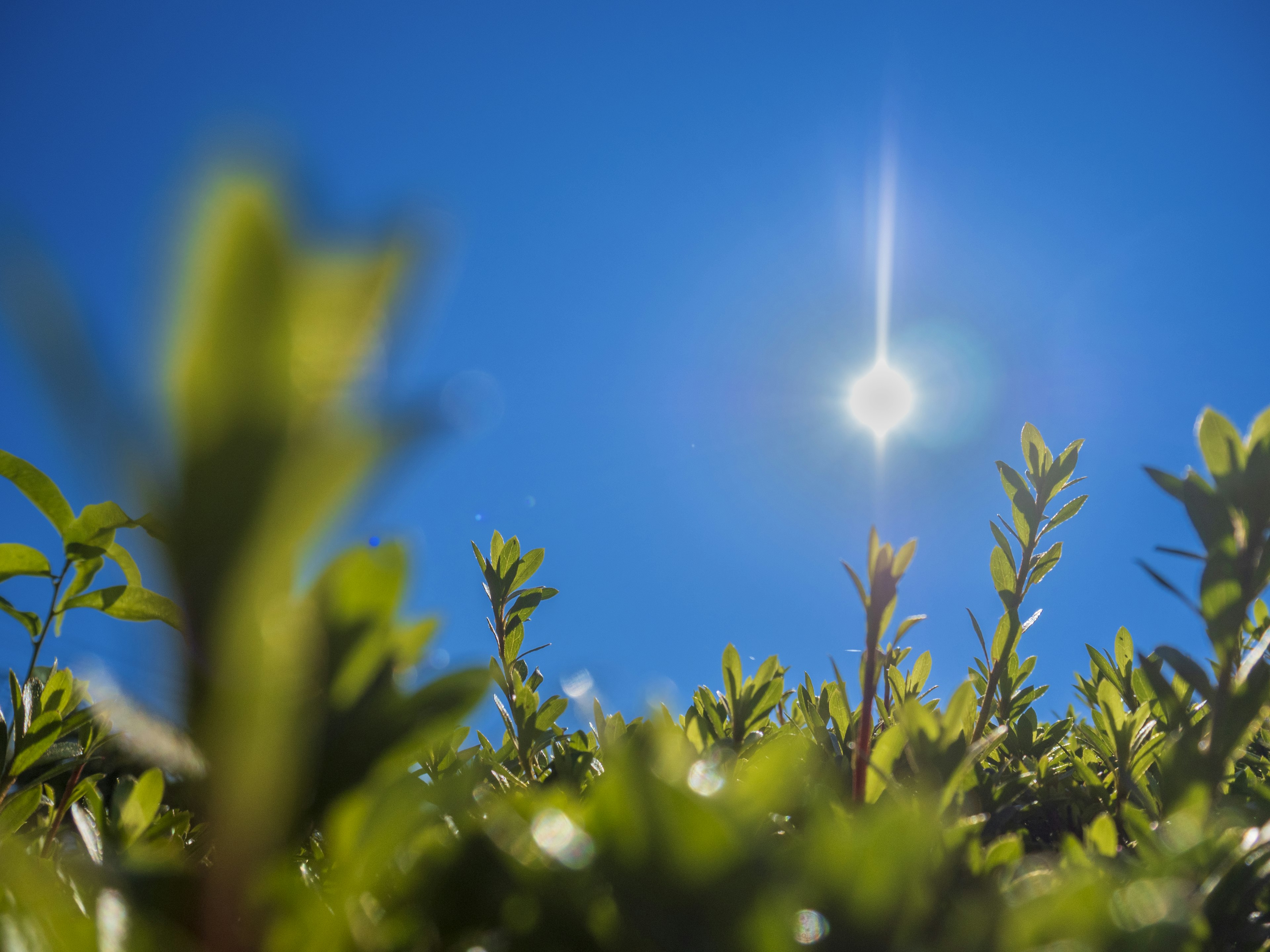 Sun shining over vibrant green leaves against a clear blue sky