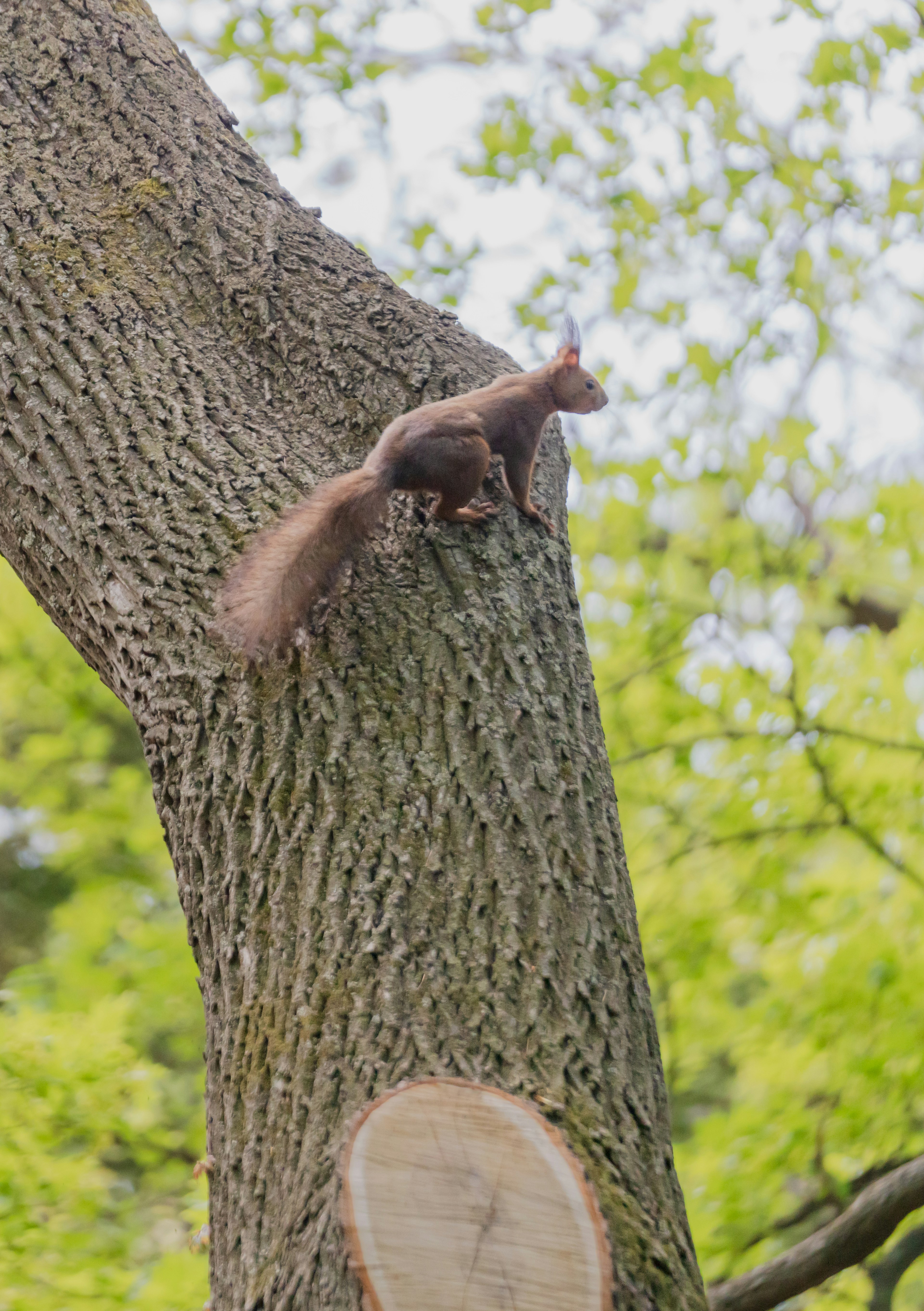 Squirrel climbing a tree trunk with green leaves in the background