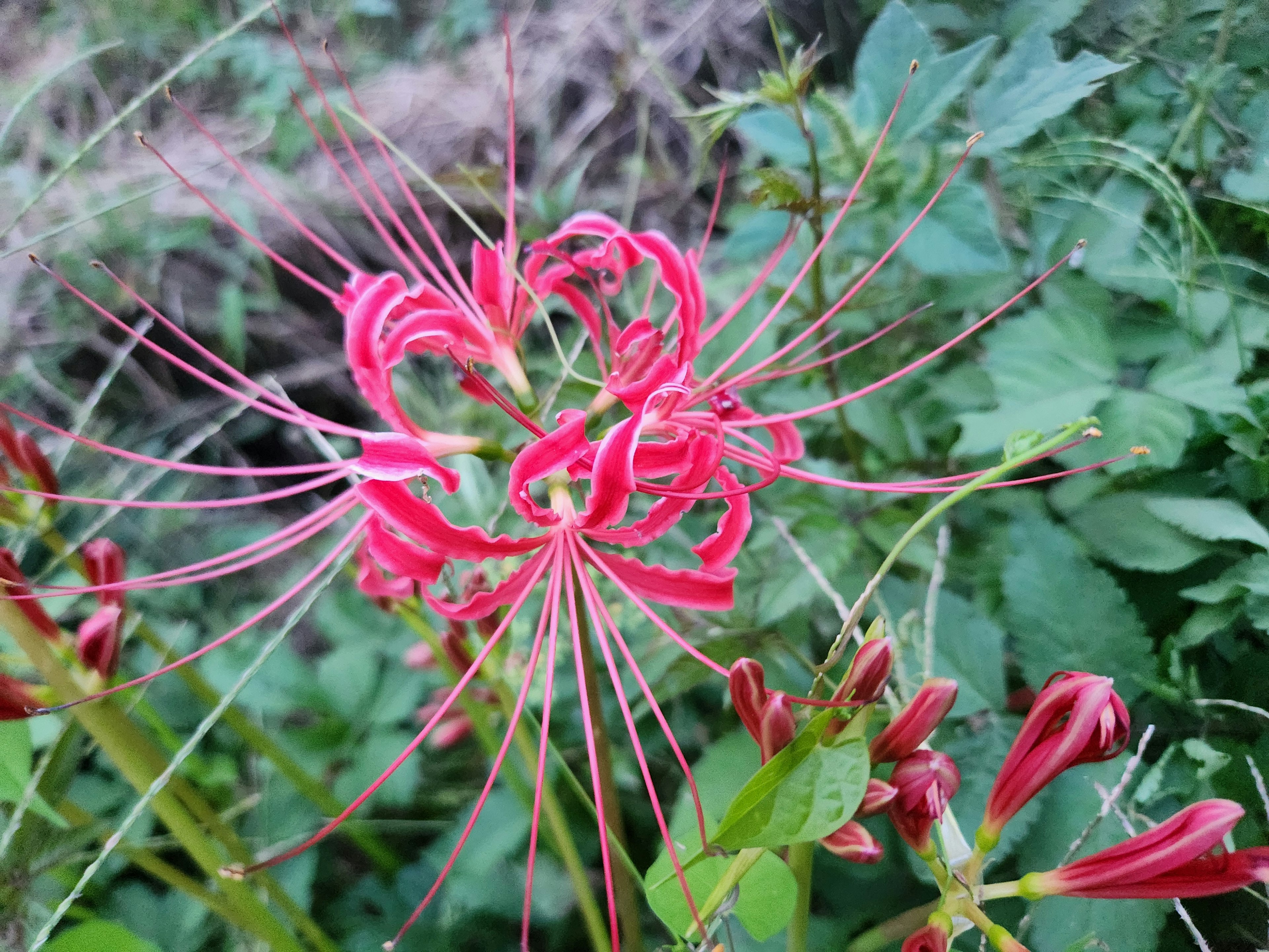 赤い花びらと細長い花弁を持つユニークな花のクローズアップ