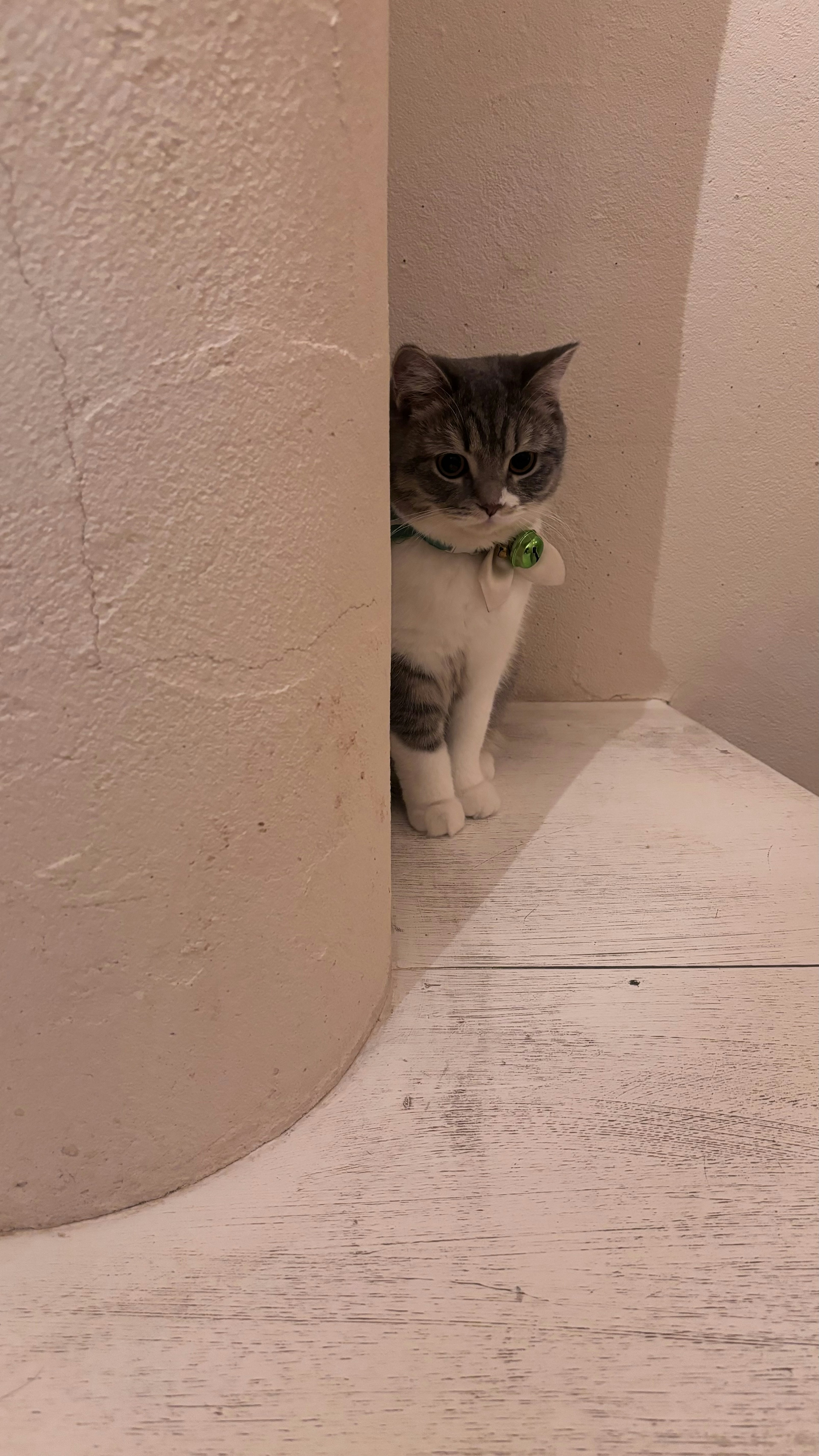 A cat hiding between a white column and floor