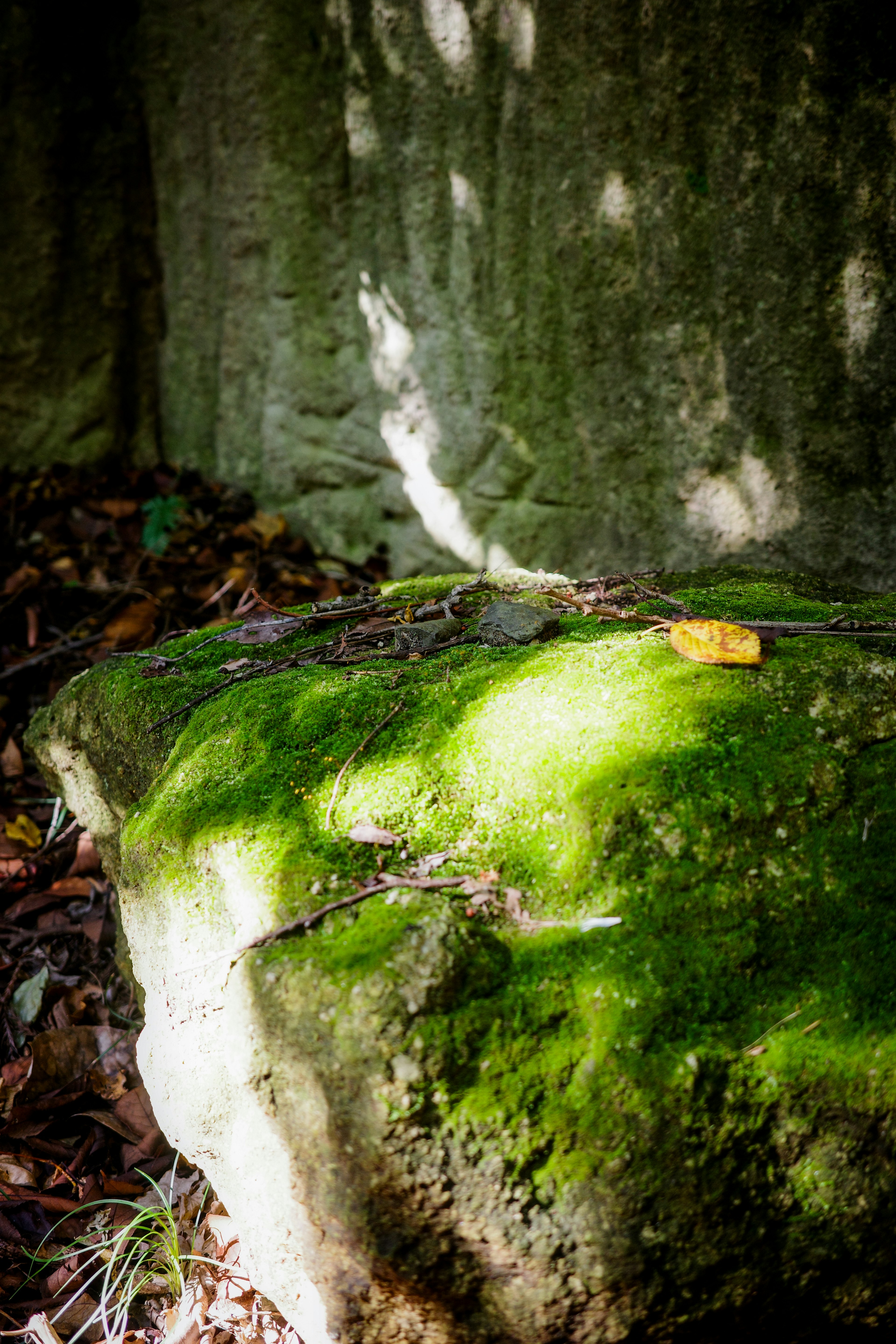 Une pierre couverte de mousse avec une feuille tombée dans un cadre naturel