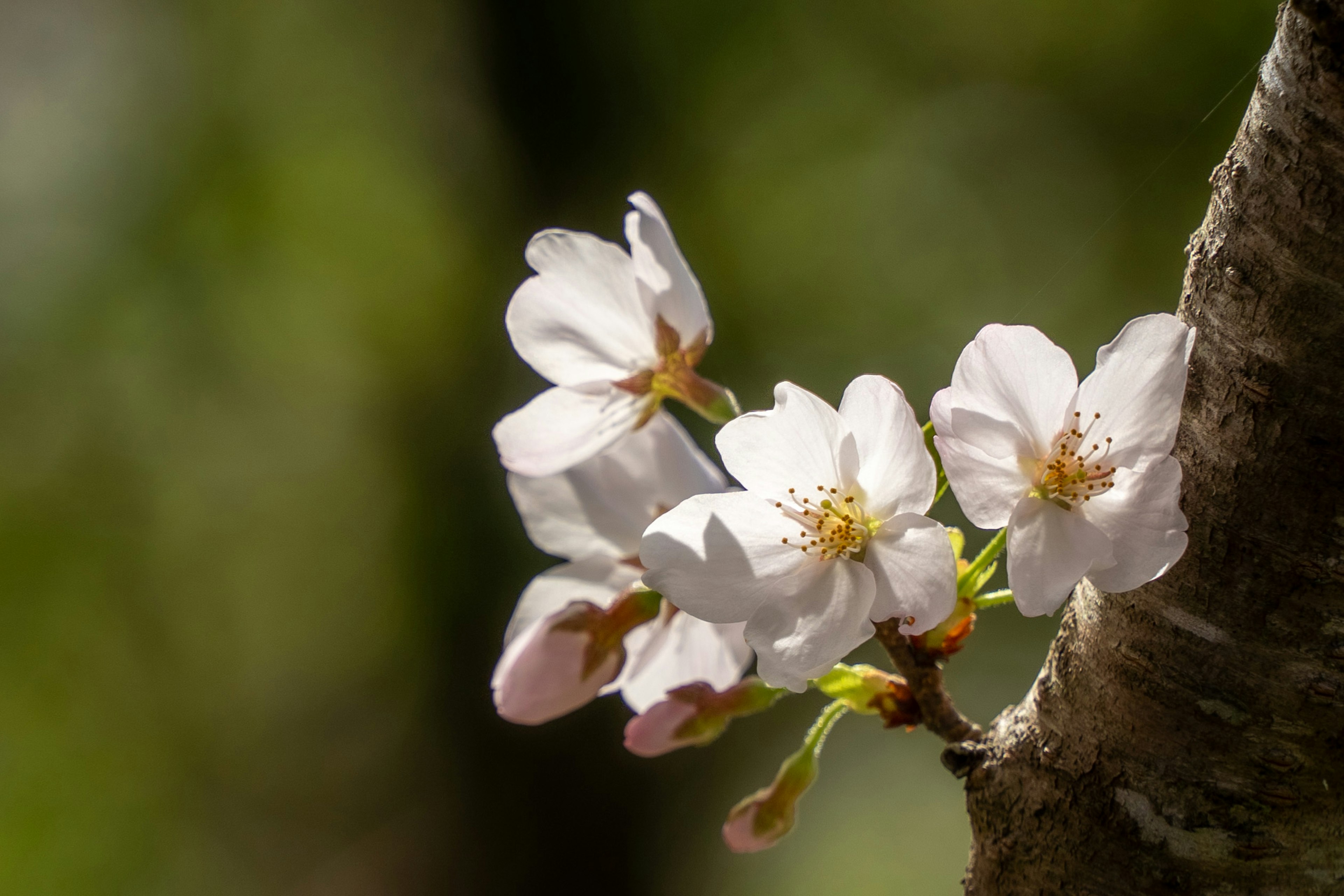 桜の花が咲いている様子のクローズアップ