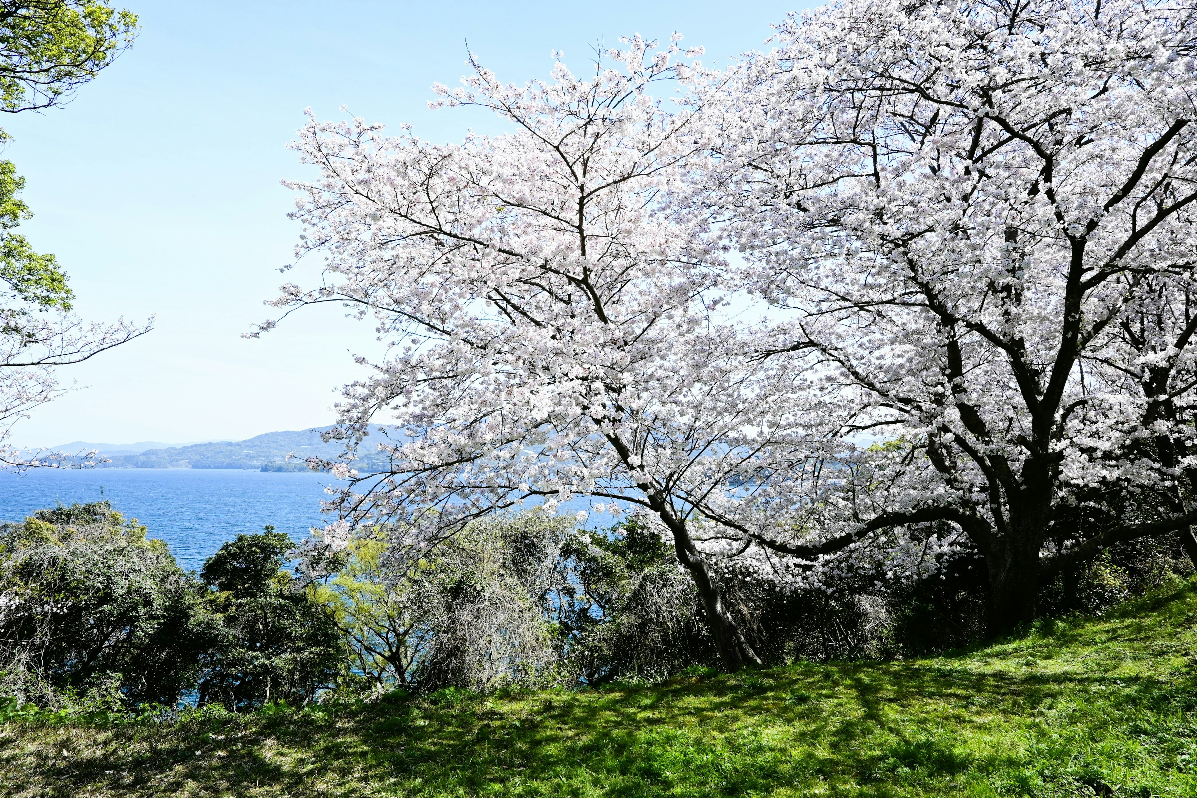 桜の木と海の景色が広がる緑の草原