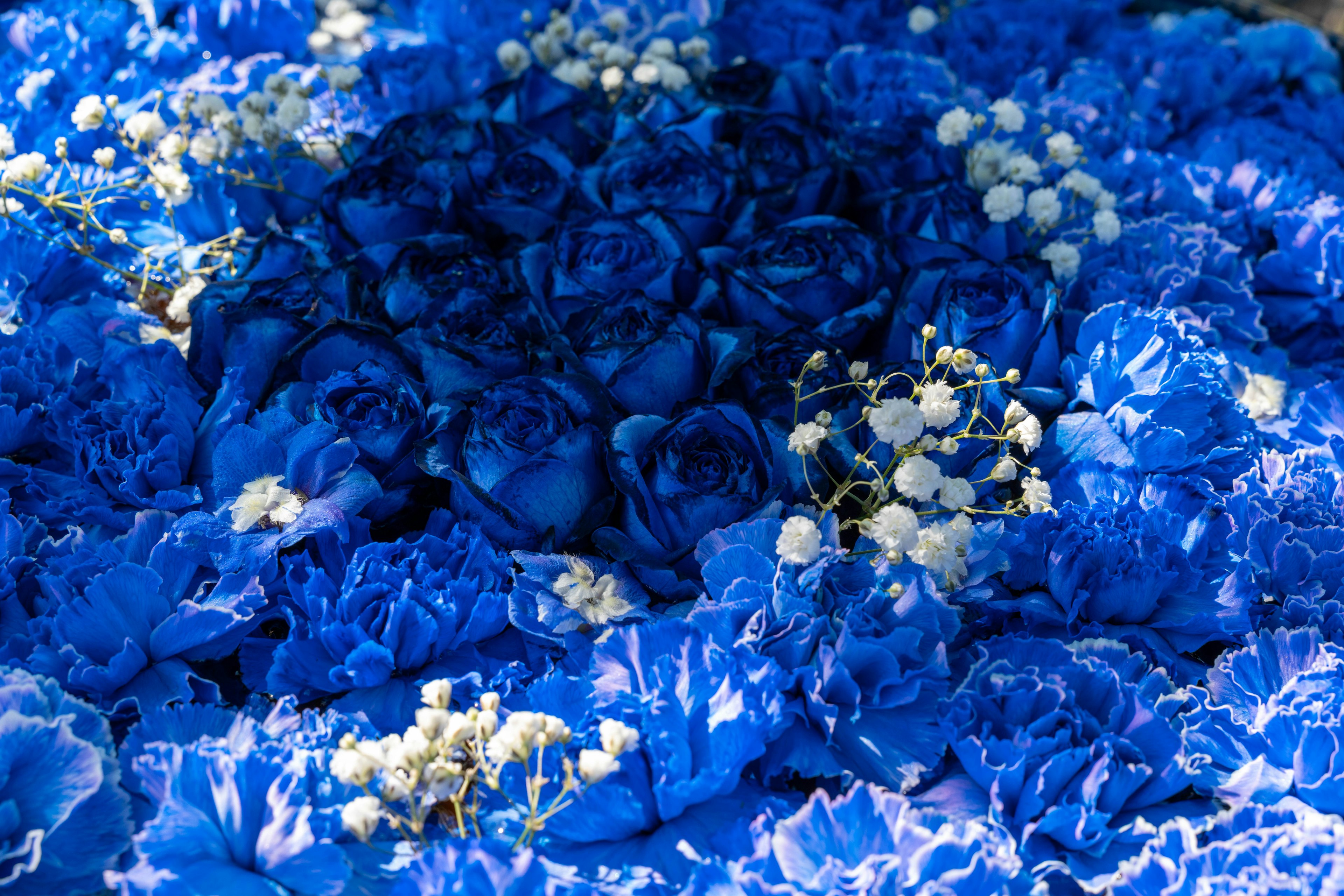 Beautiful bouquet of blue roses and white small flowers