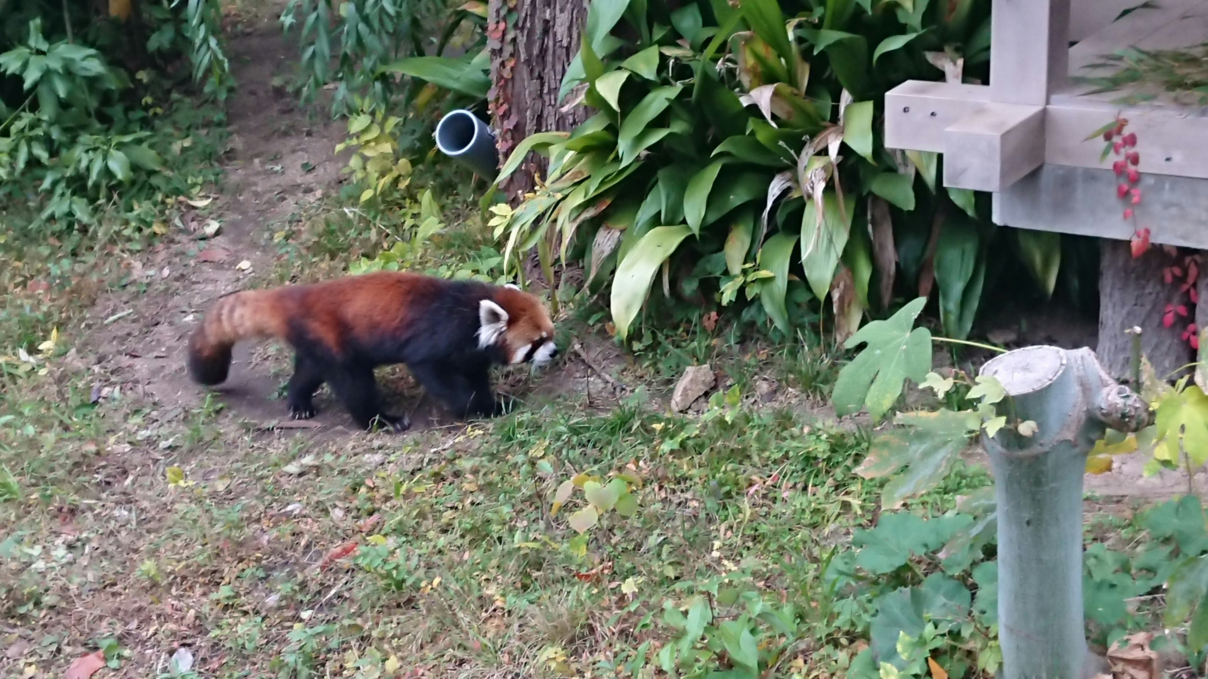 Panda merah berjalan di antara tanaman