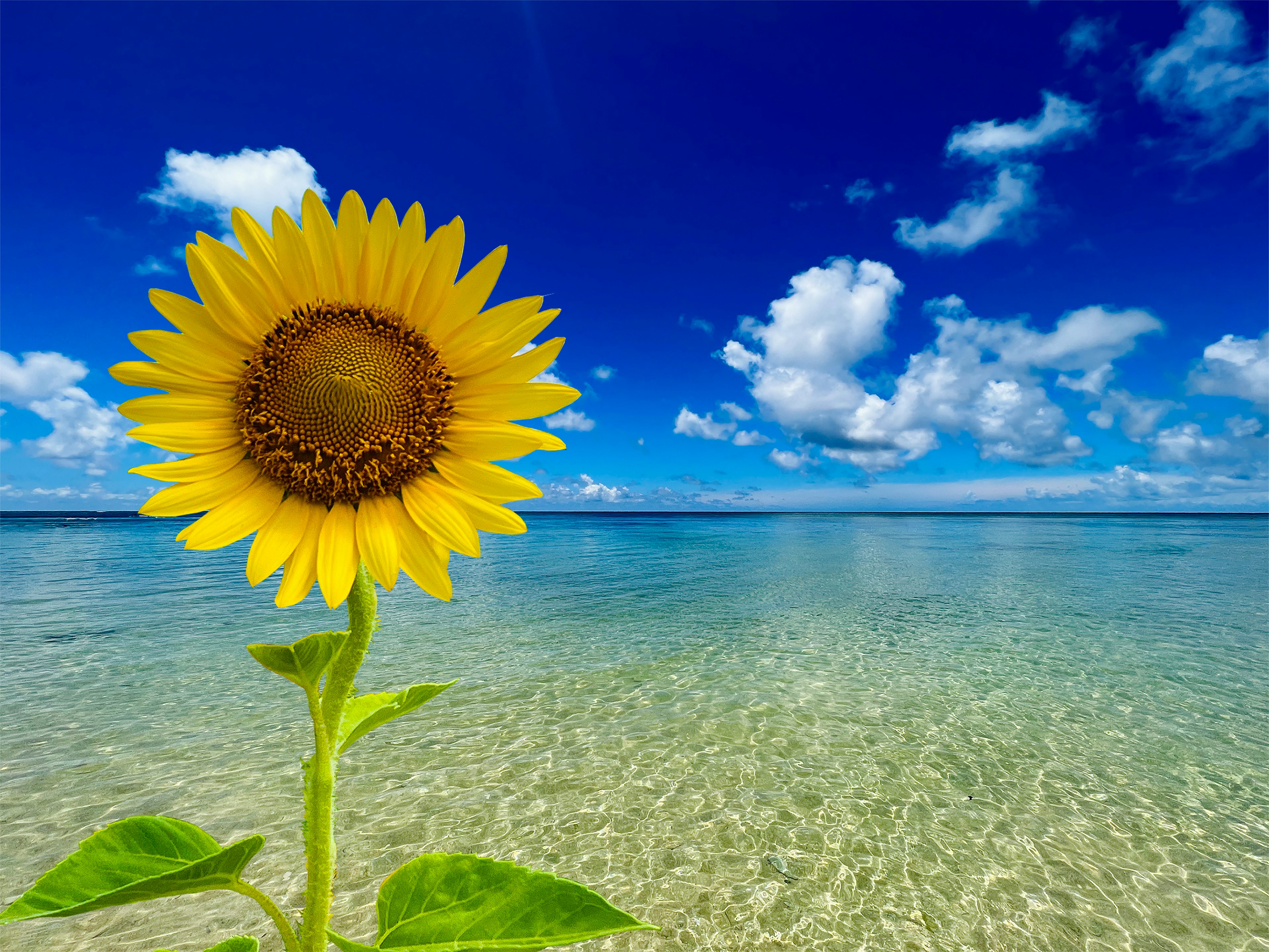 Un tournesol jaune se tenant devant un océan et un ciel bleus