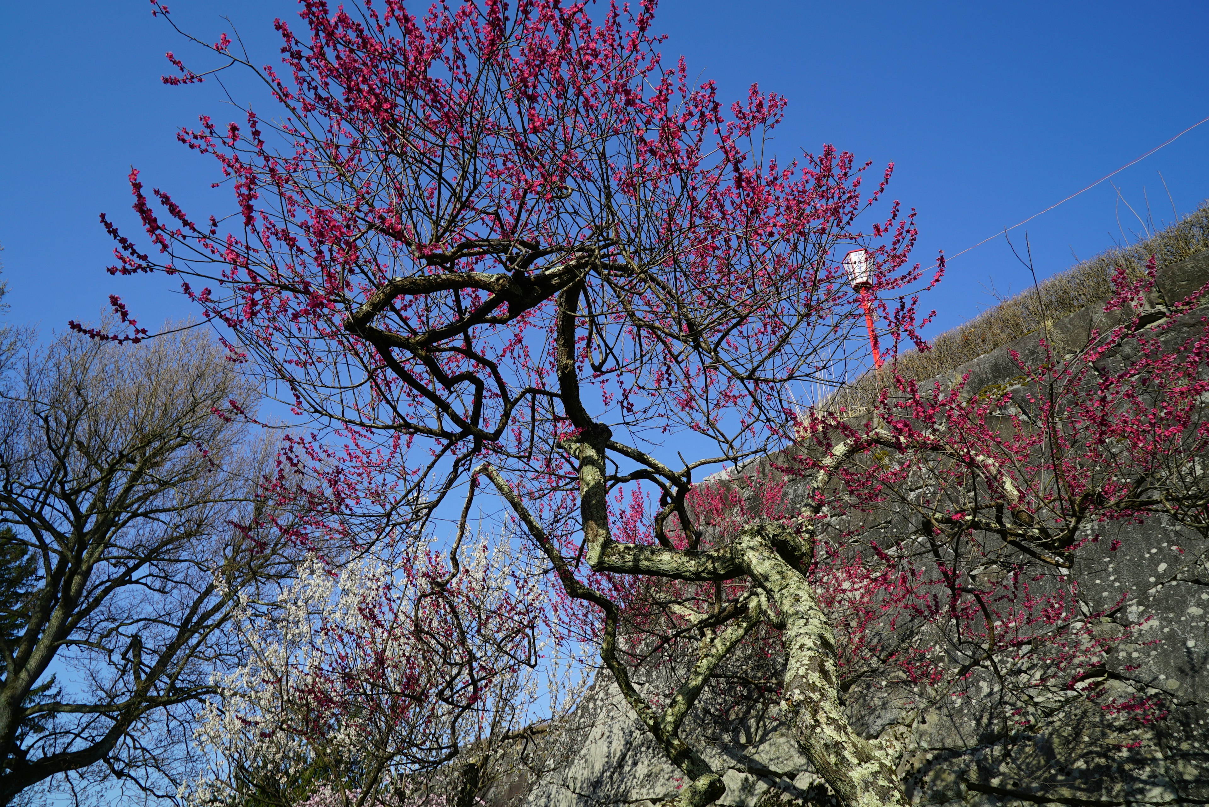 Twisted tree with red blossoms against a blue sky