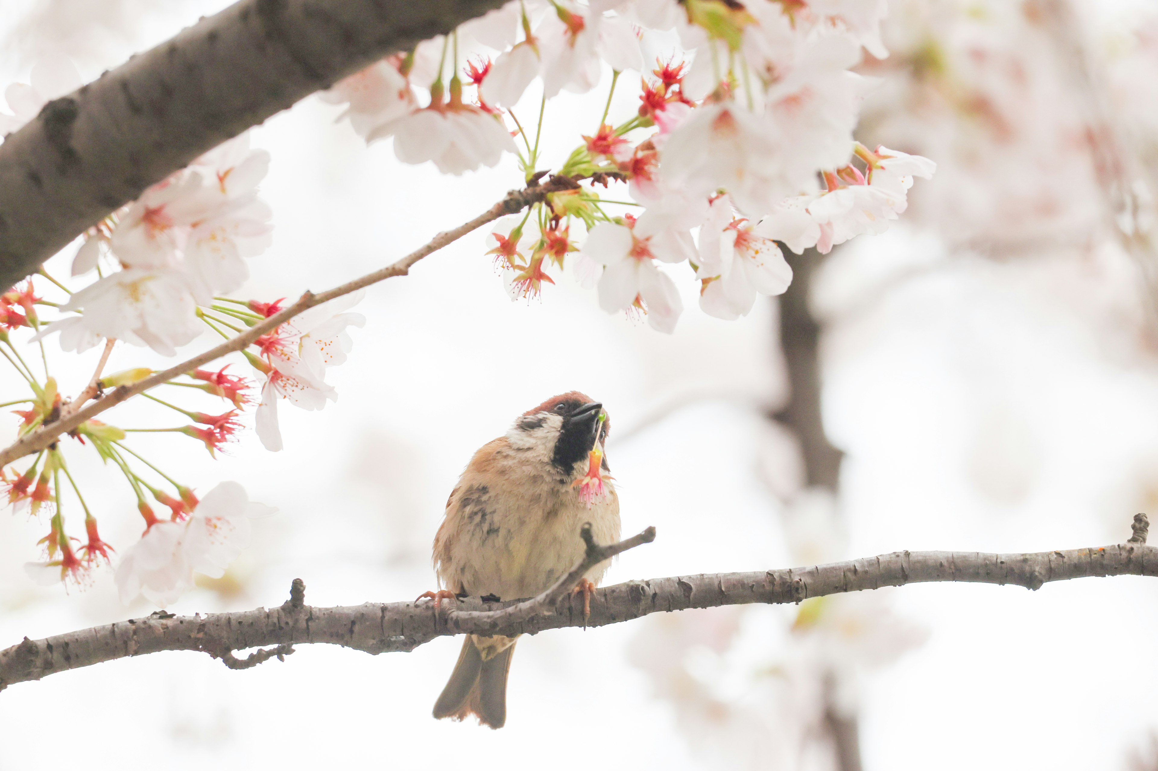 桜の花の下に止まっている小鳥