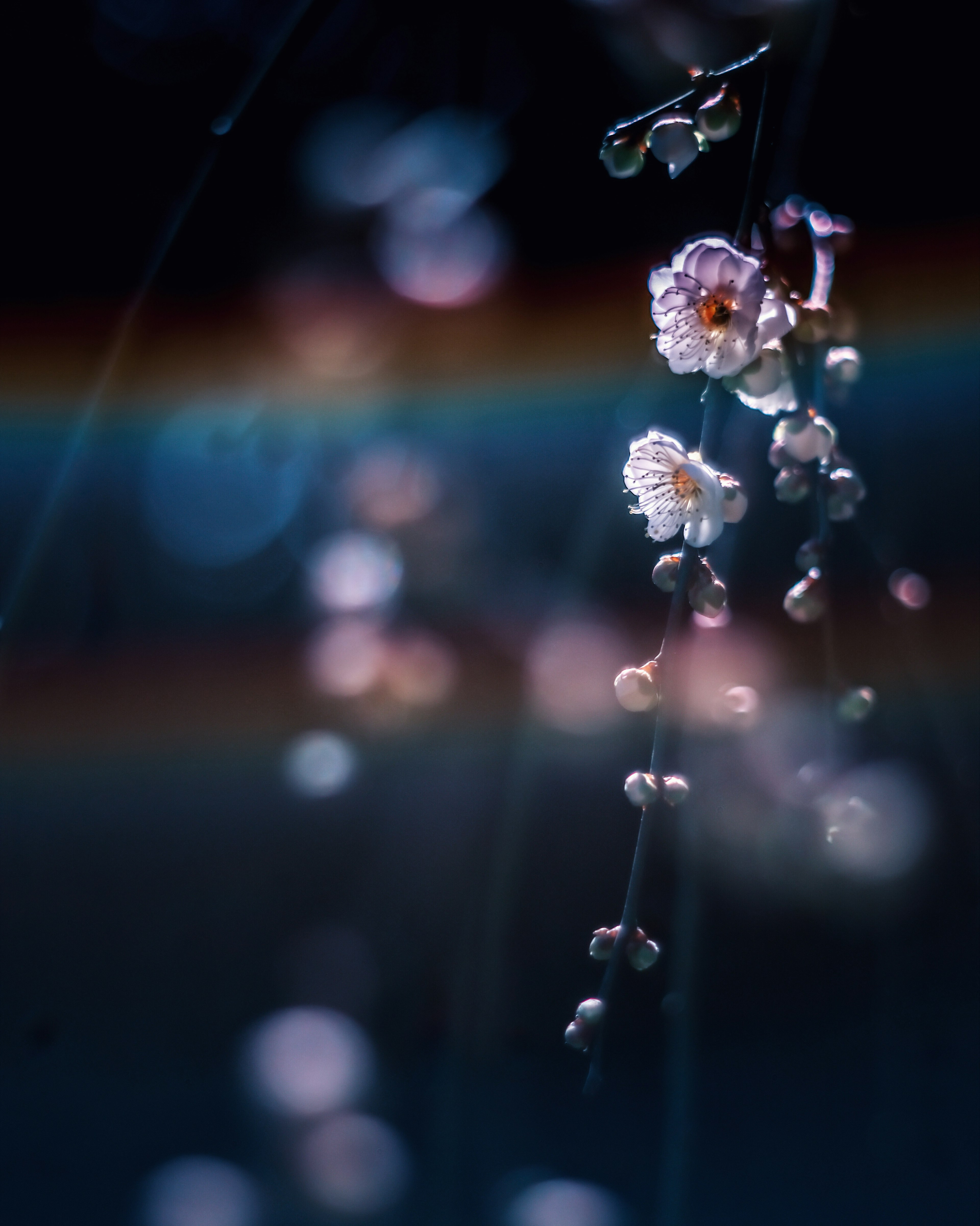 A cluster of small flowers against a dark background with soft light