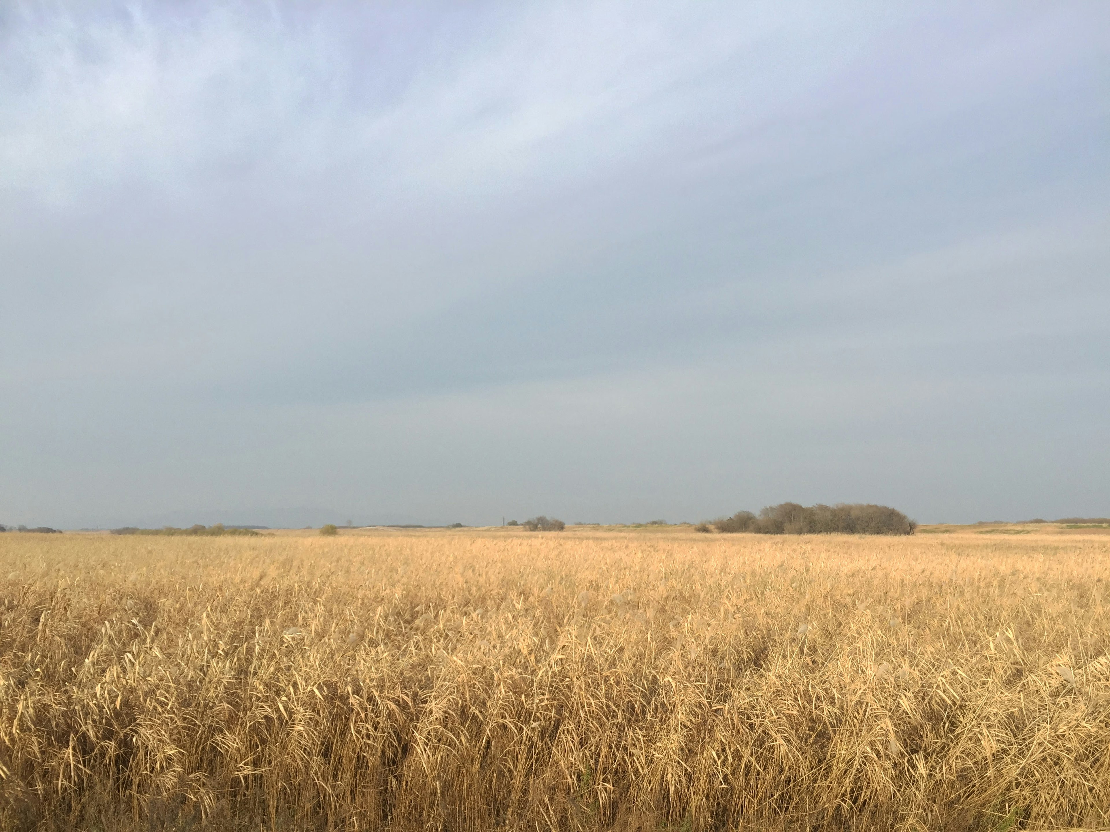 Golden grass swaying under a calm sky