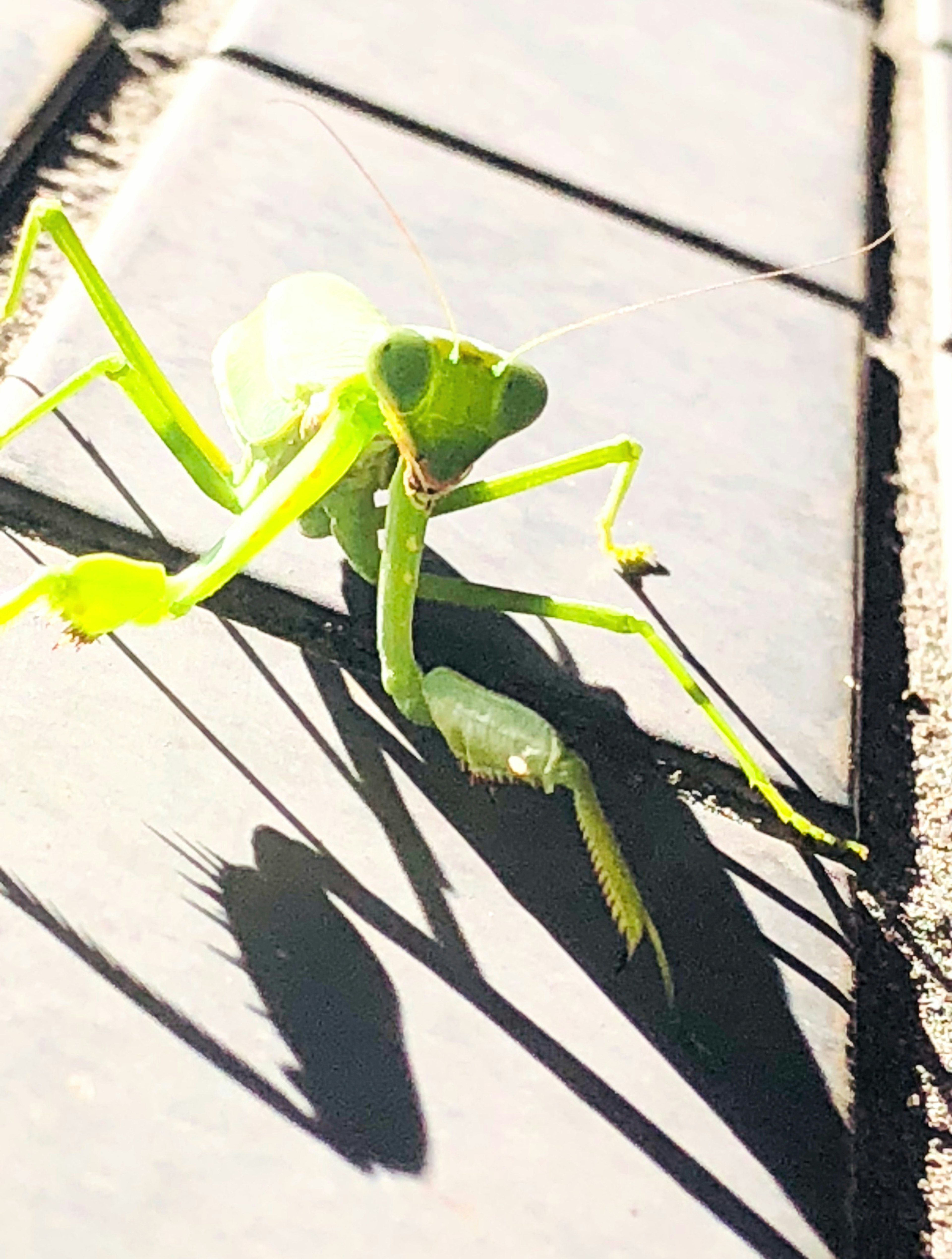 Green mantis resting on a tiled surface