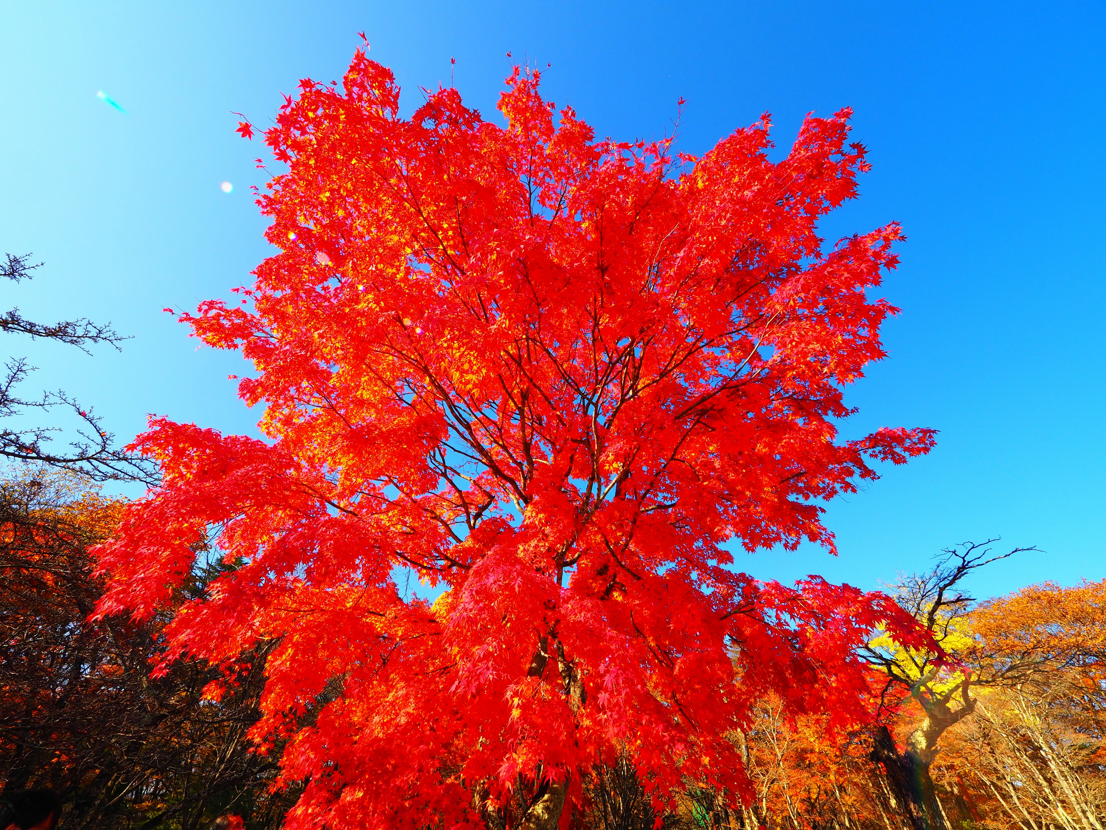 Árbol de hojas rojas vibrantes contra un cielo azul