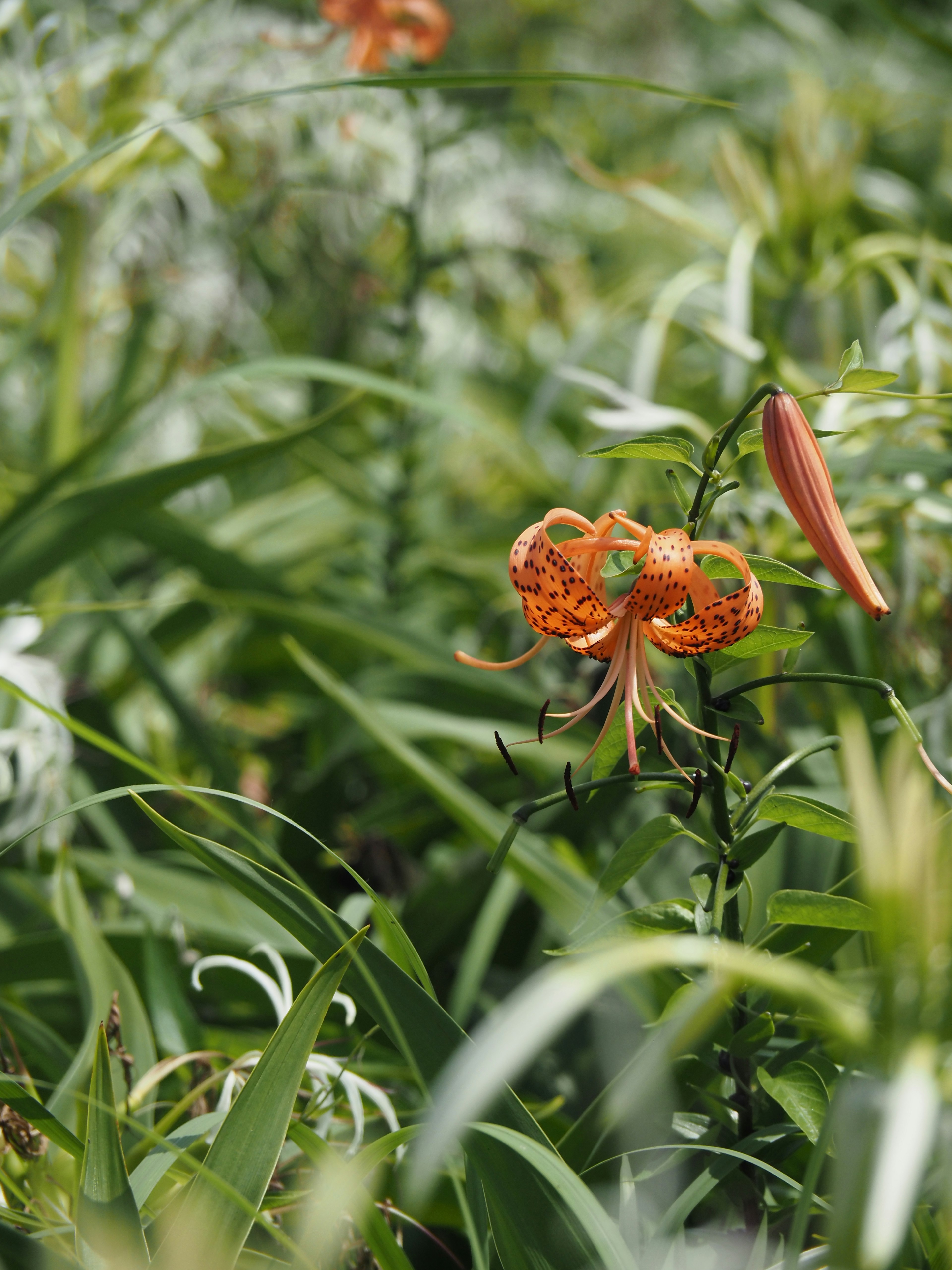 Flor naranja floreciendo entre hojas verdes