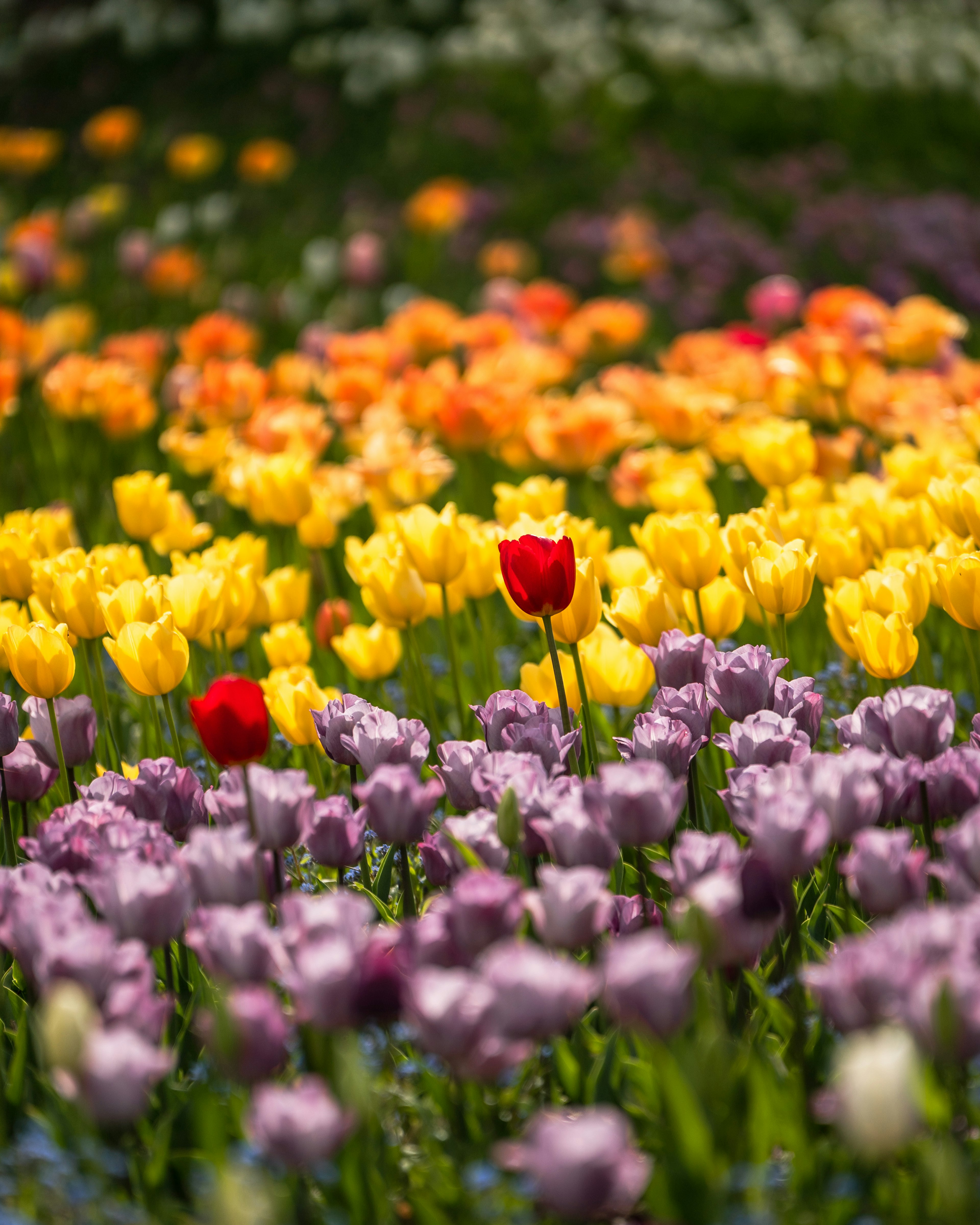 色とりどりのチューリップが咲く花畑の風景 赤いチューリップが中央に位置し 黄色や紫のチューリップが周りを囲む