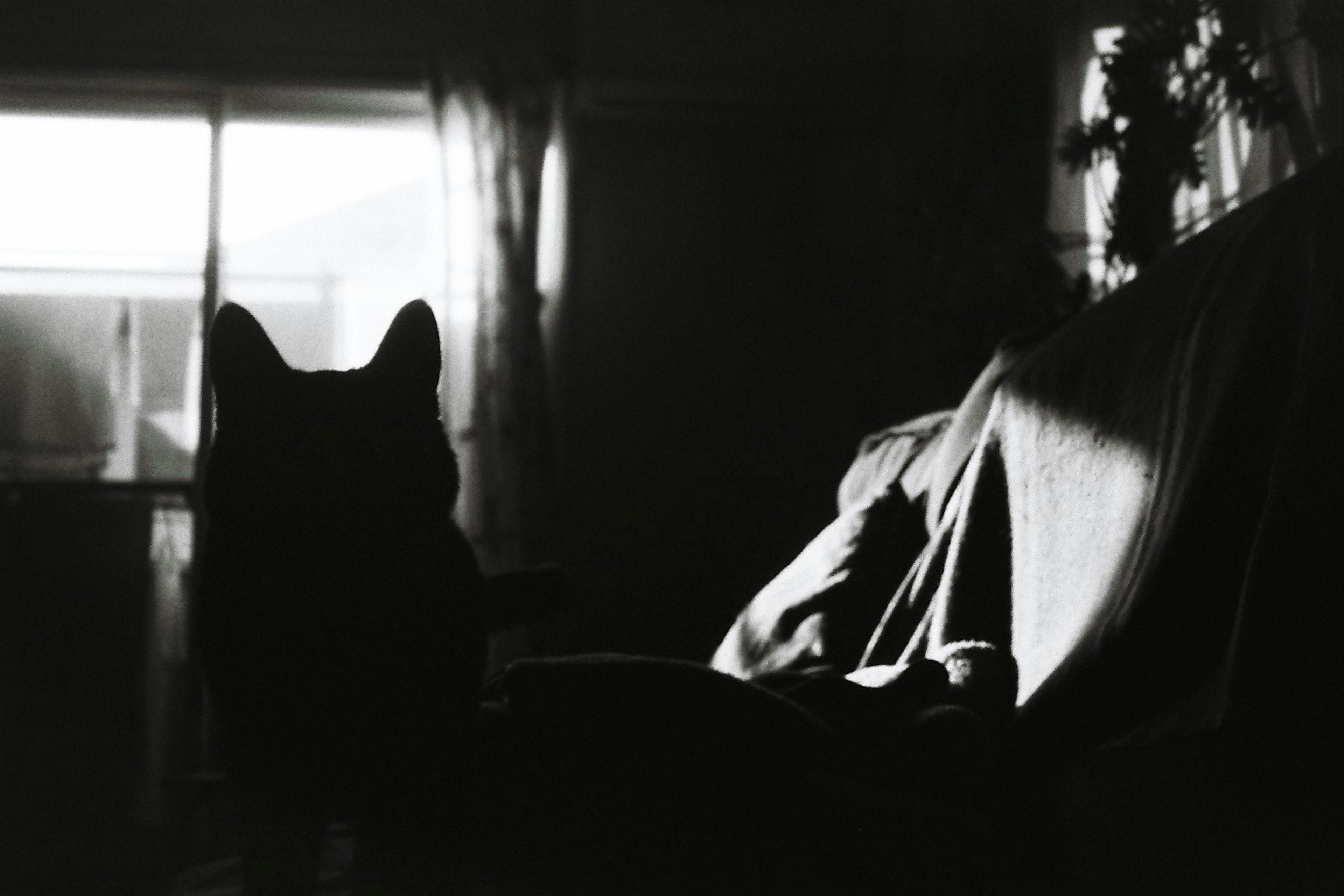 Silhouette of a cat sitting on a sofa illuminated by light from the window