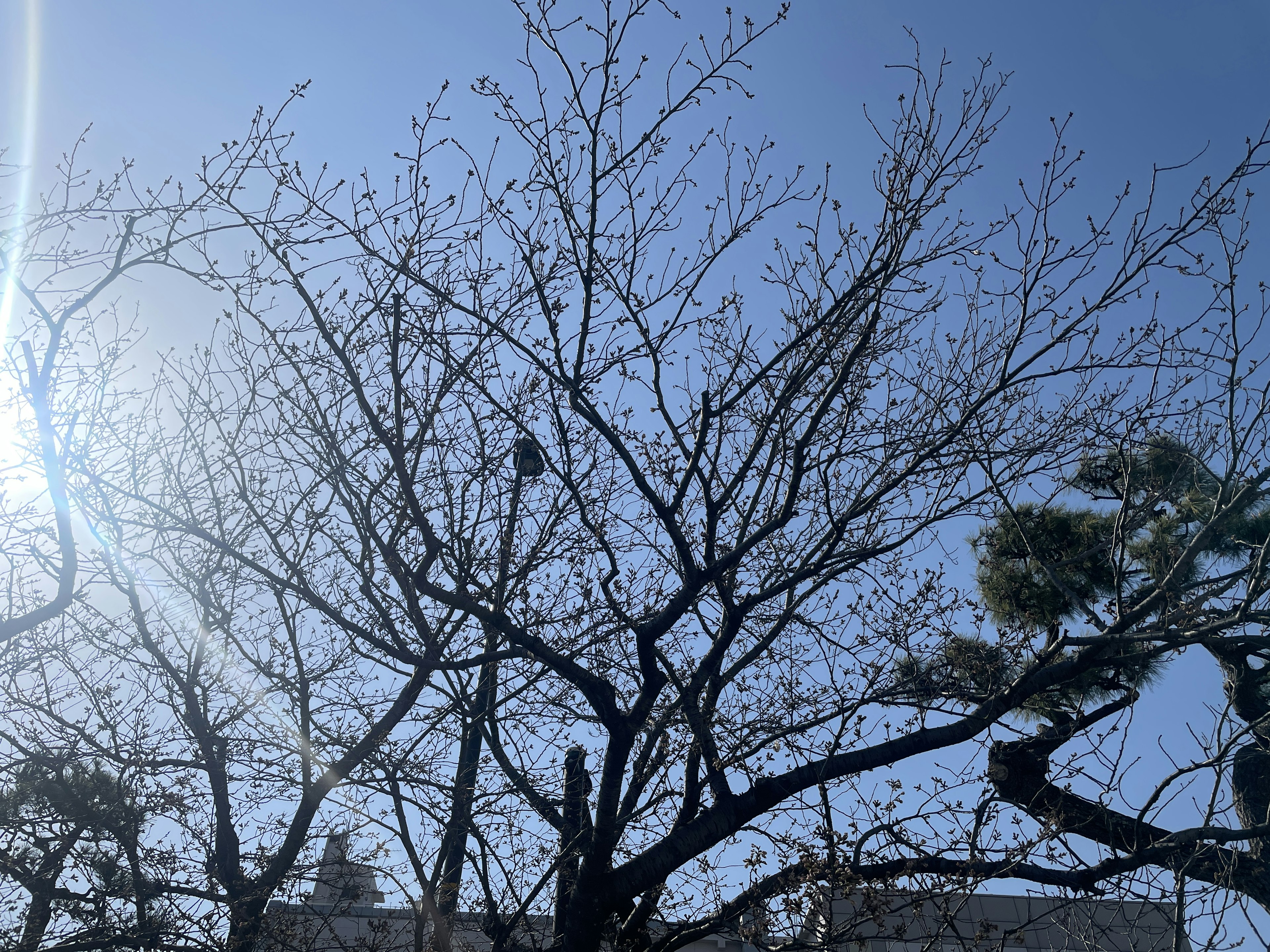 Silhouette of a tree with prominent branches against a clear blue sky