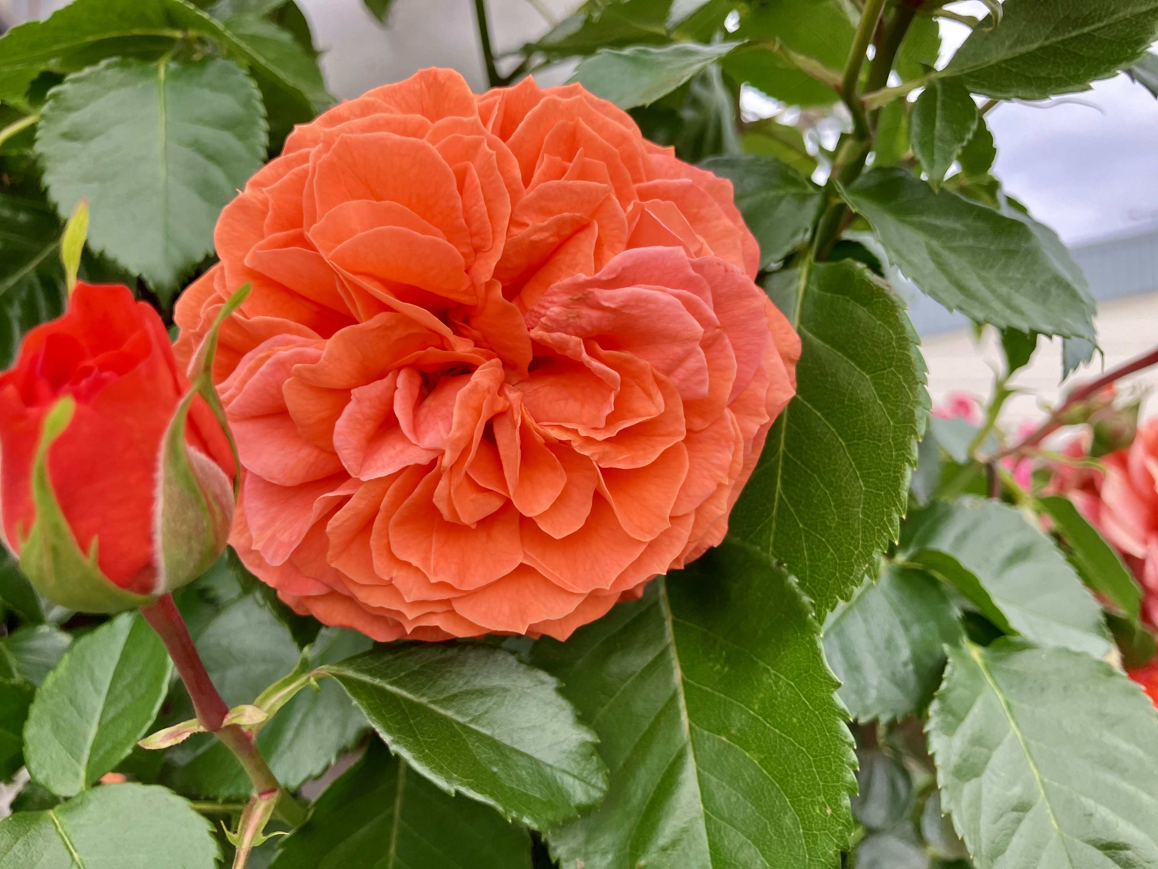 Fiore di rosa arancione vivace circondato da foglie verdi