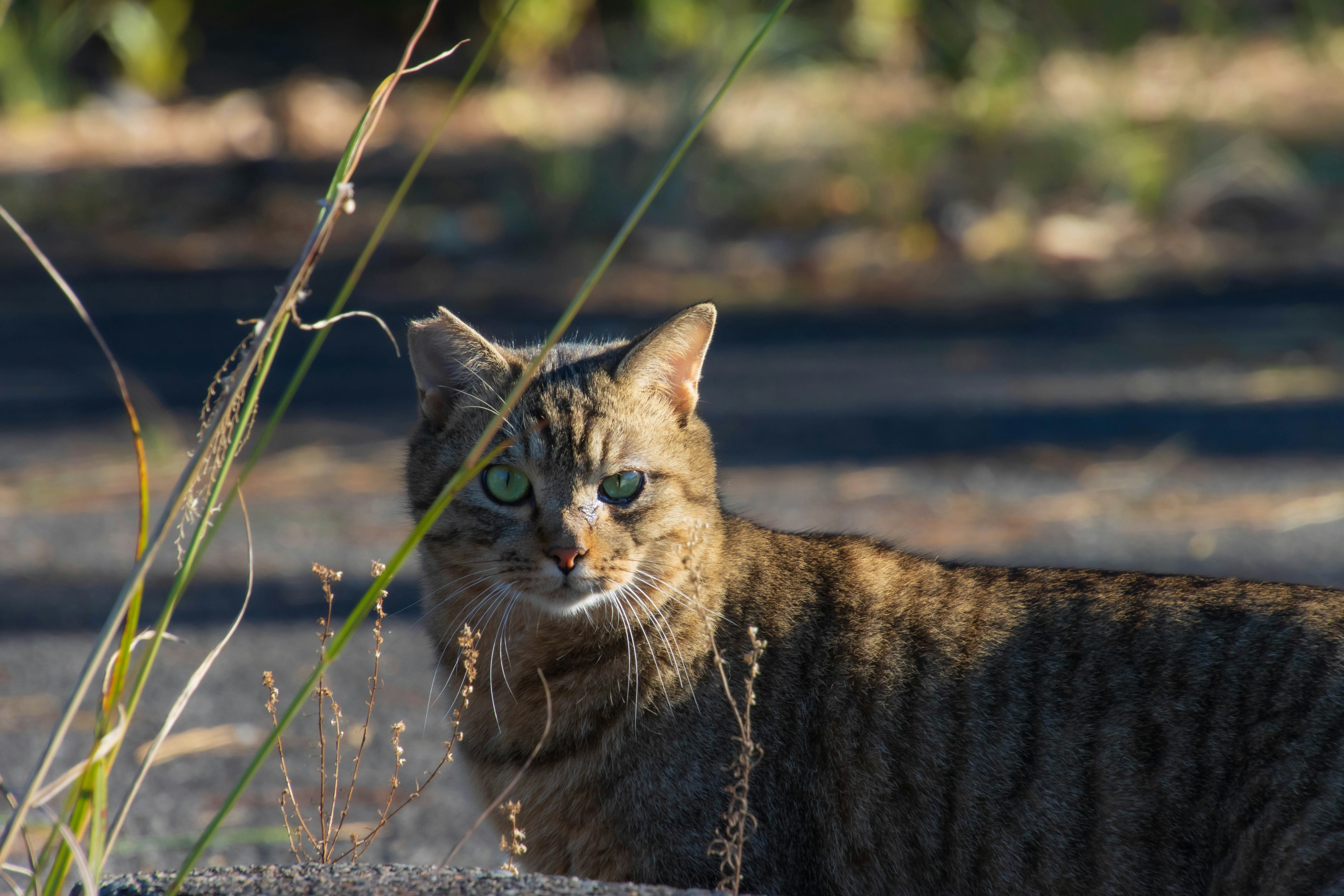 Close-up kucing liar di antara rumput