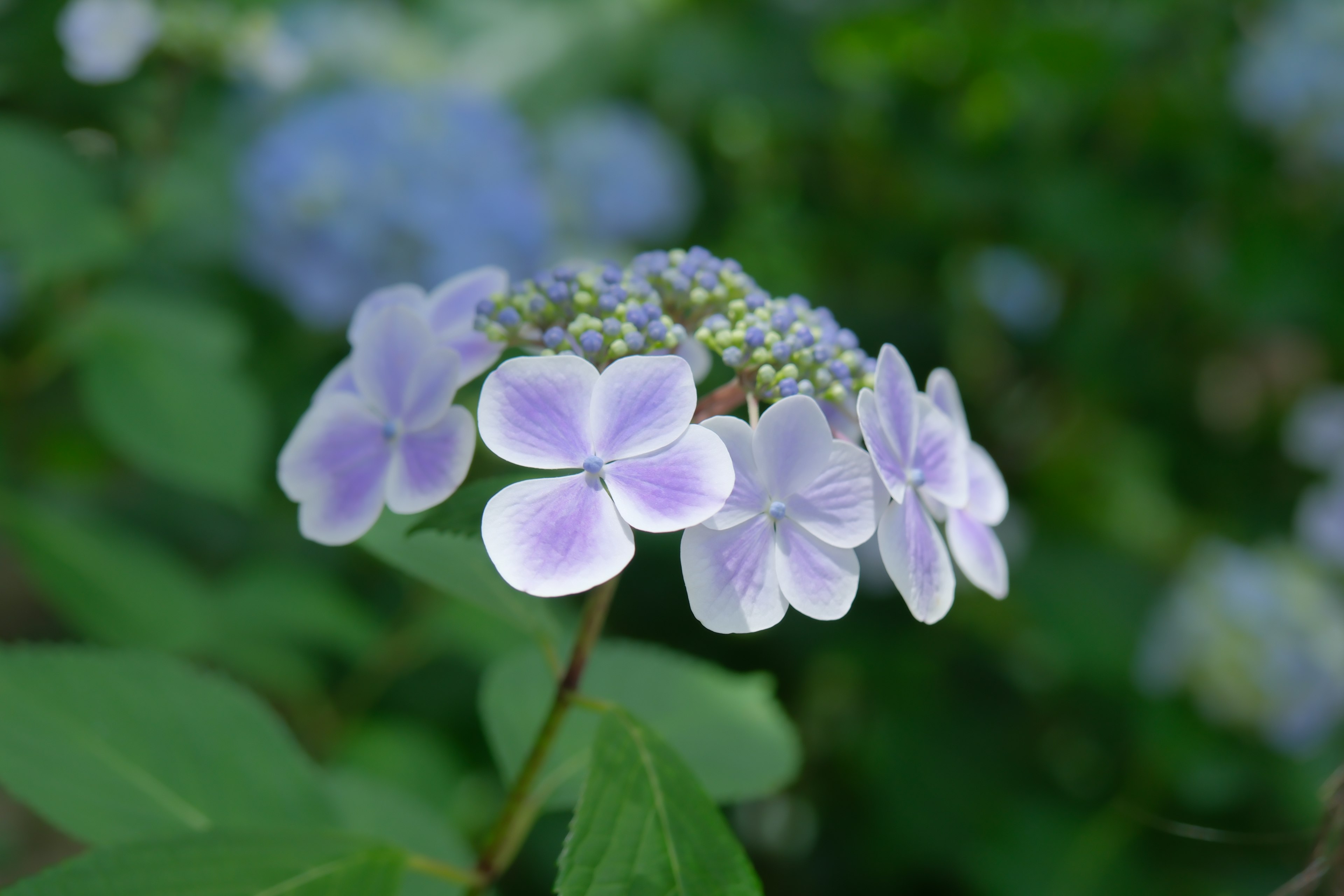 Fiore di ortensia con petali blu-viola che fiorisce su uno sfondo verde