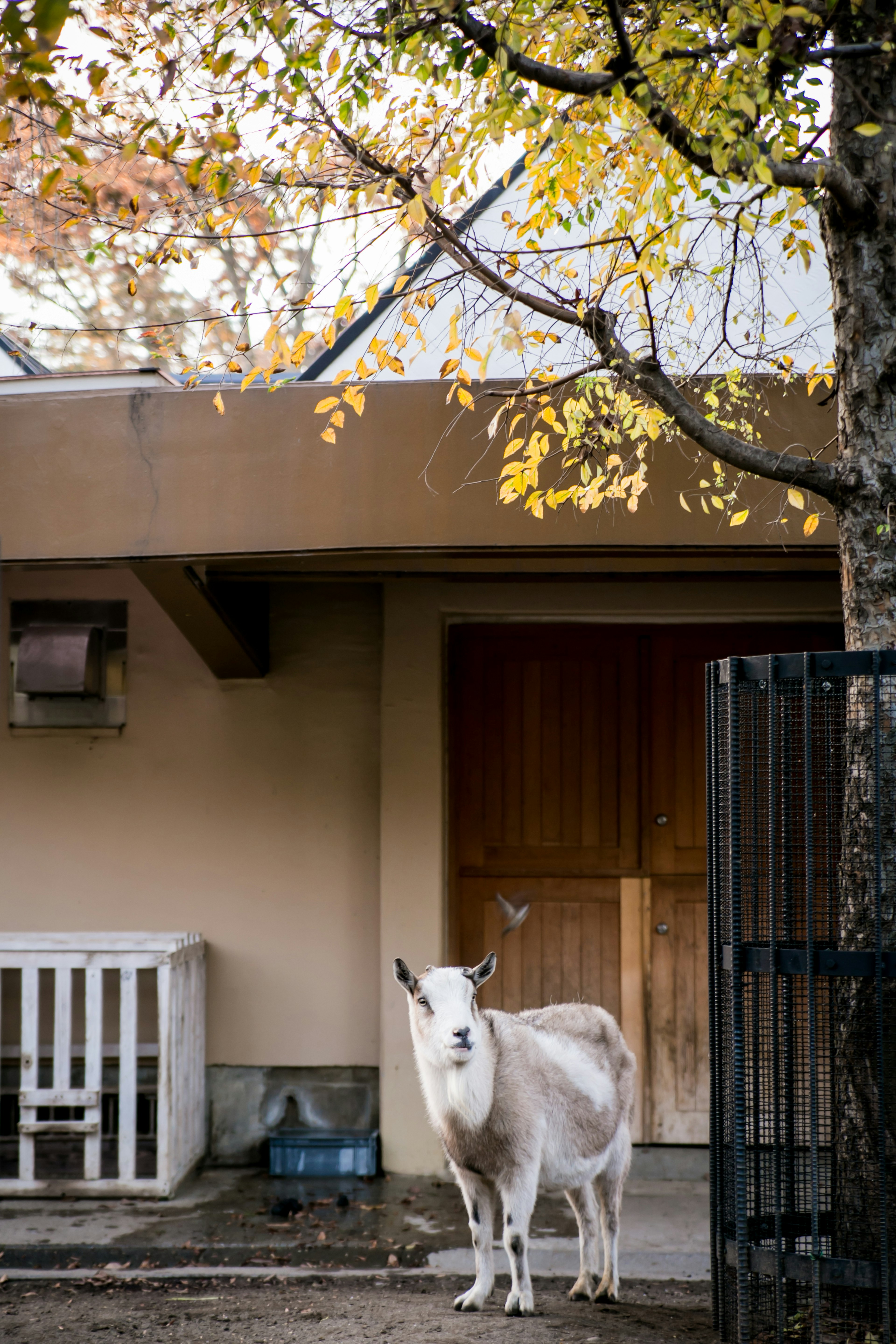 Una cabra blanca de pie frente a una casa en un entorno otoñal