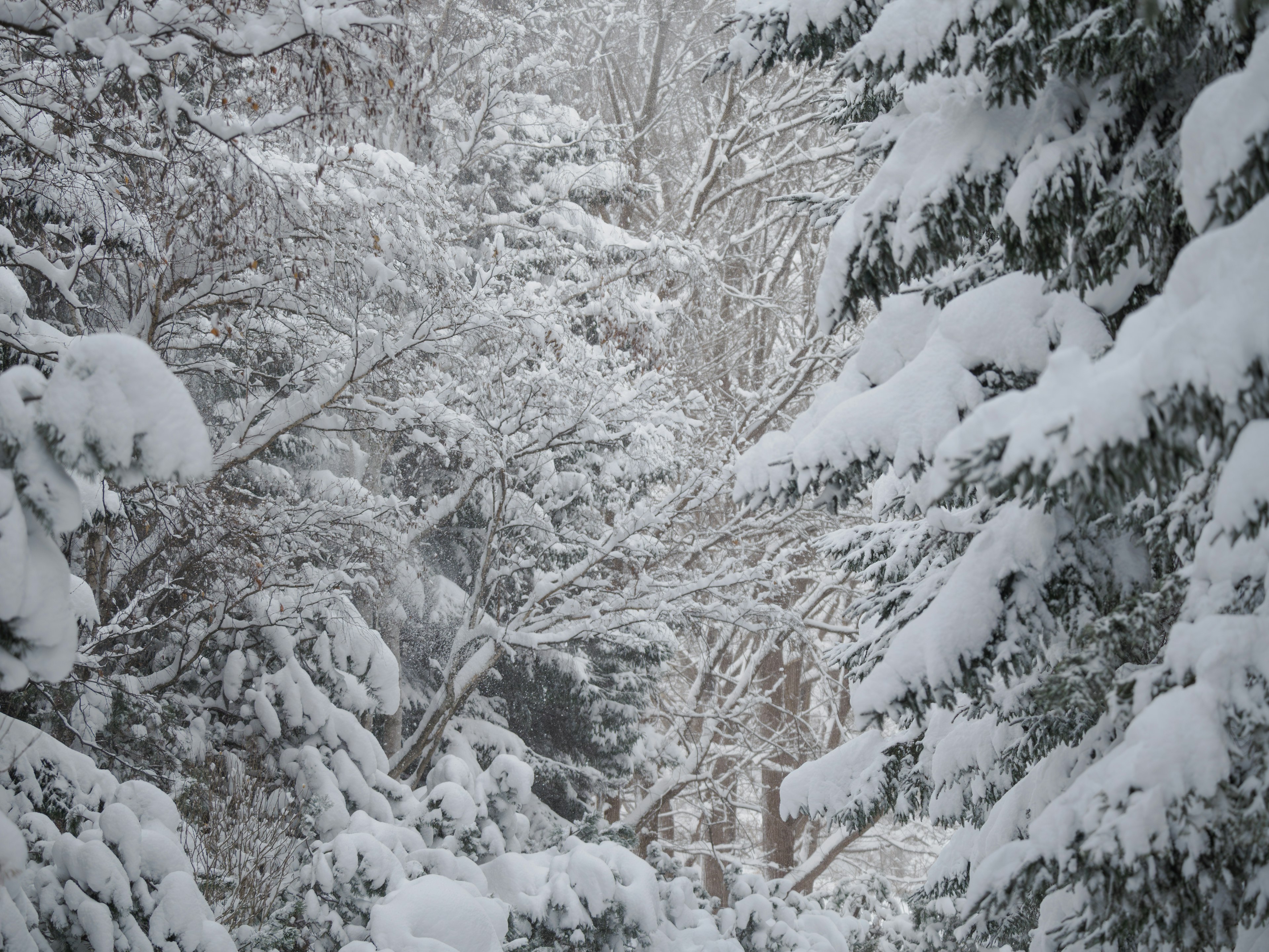 Quiet landscape of snow-covered trees