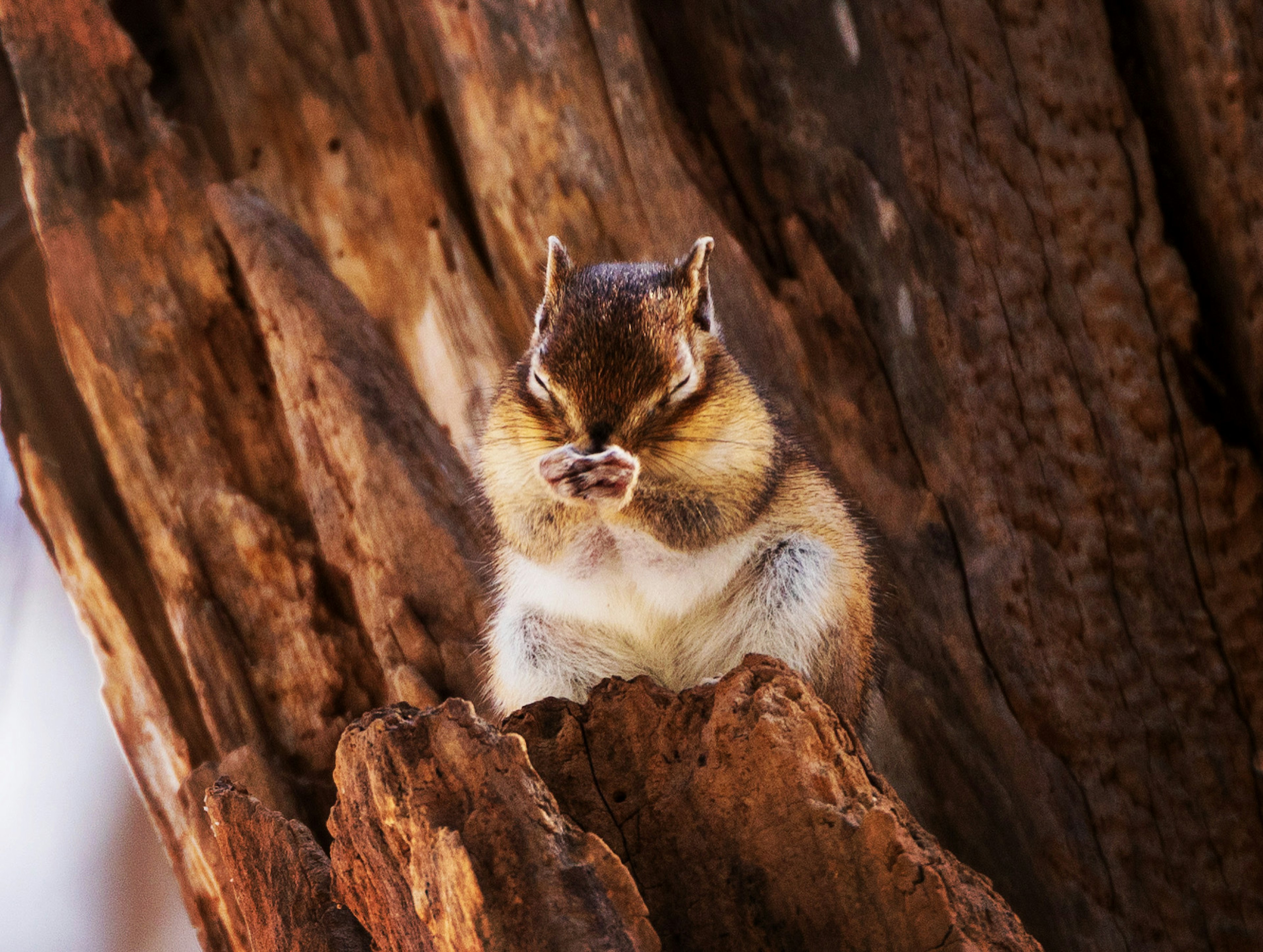 A cute squirrel sitting in the crevice of a tree