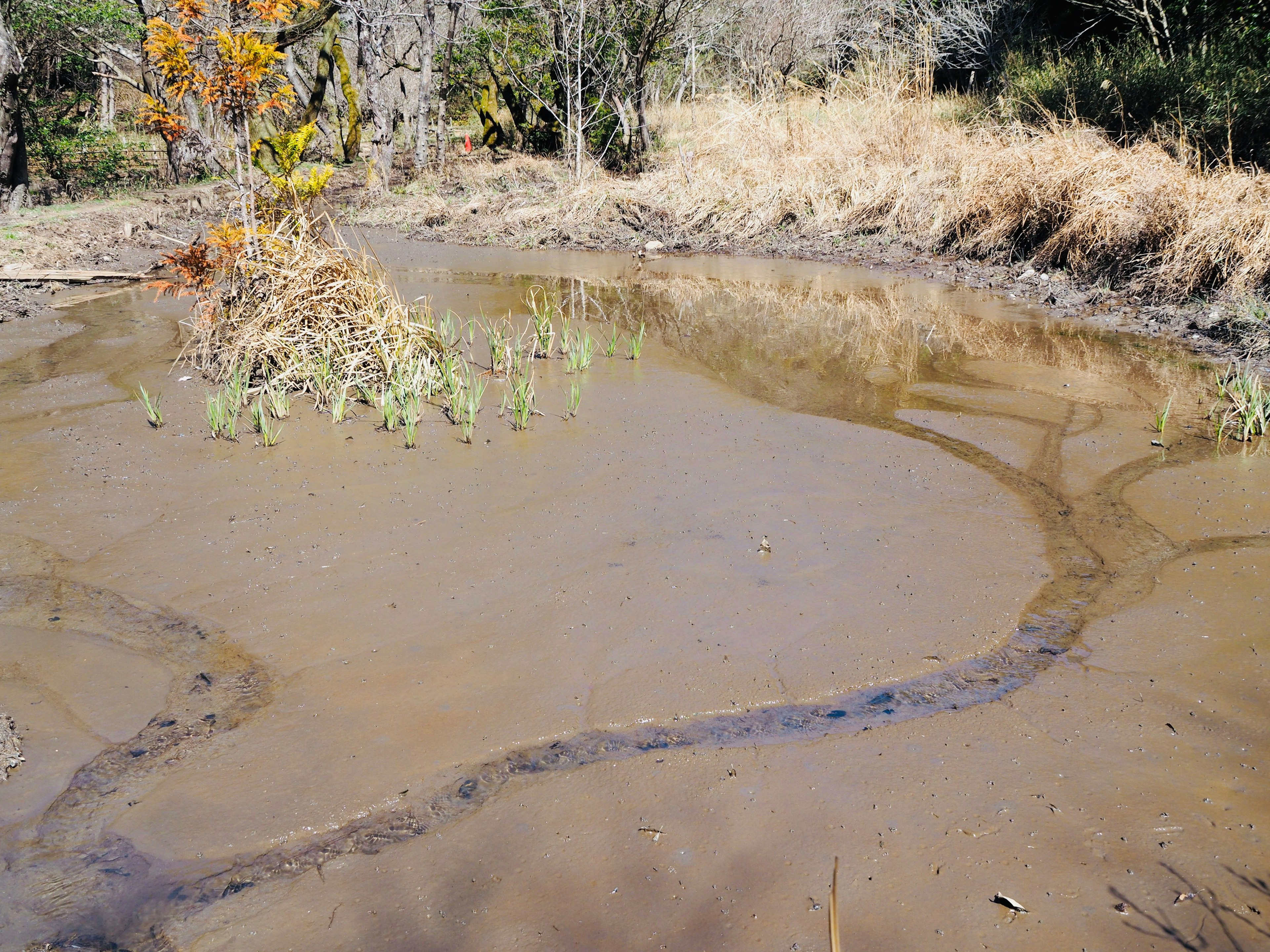 Mud pond with surrounding vegetation